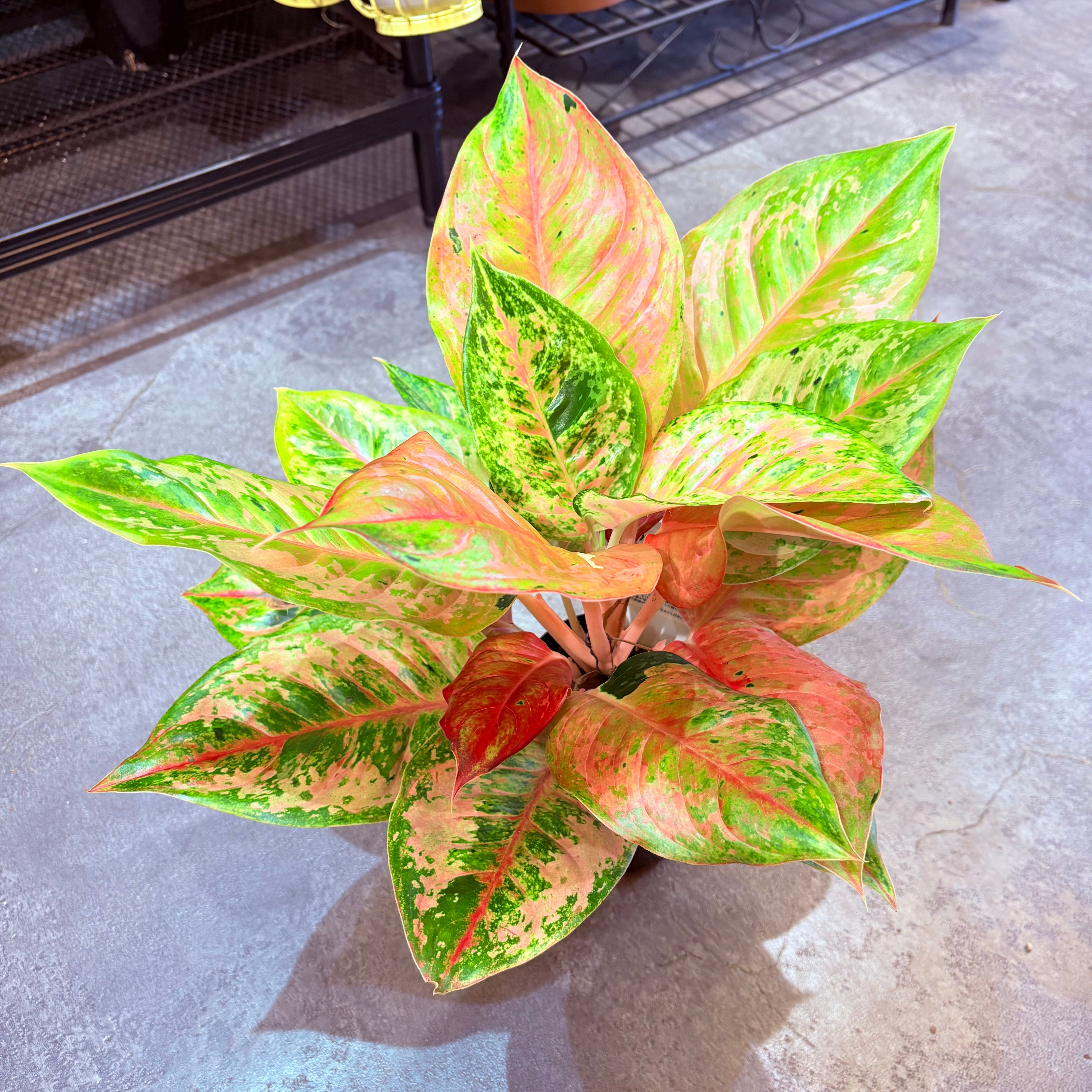 アグラオネマ プラカイペットレッド 3.5号 C | Green Vibes 宇都宮市の