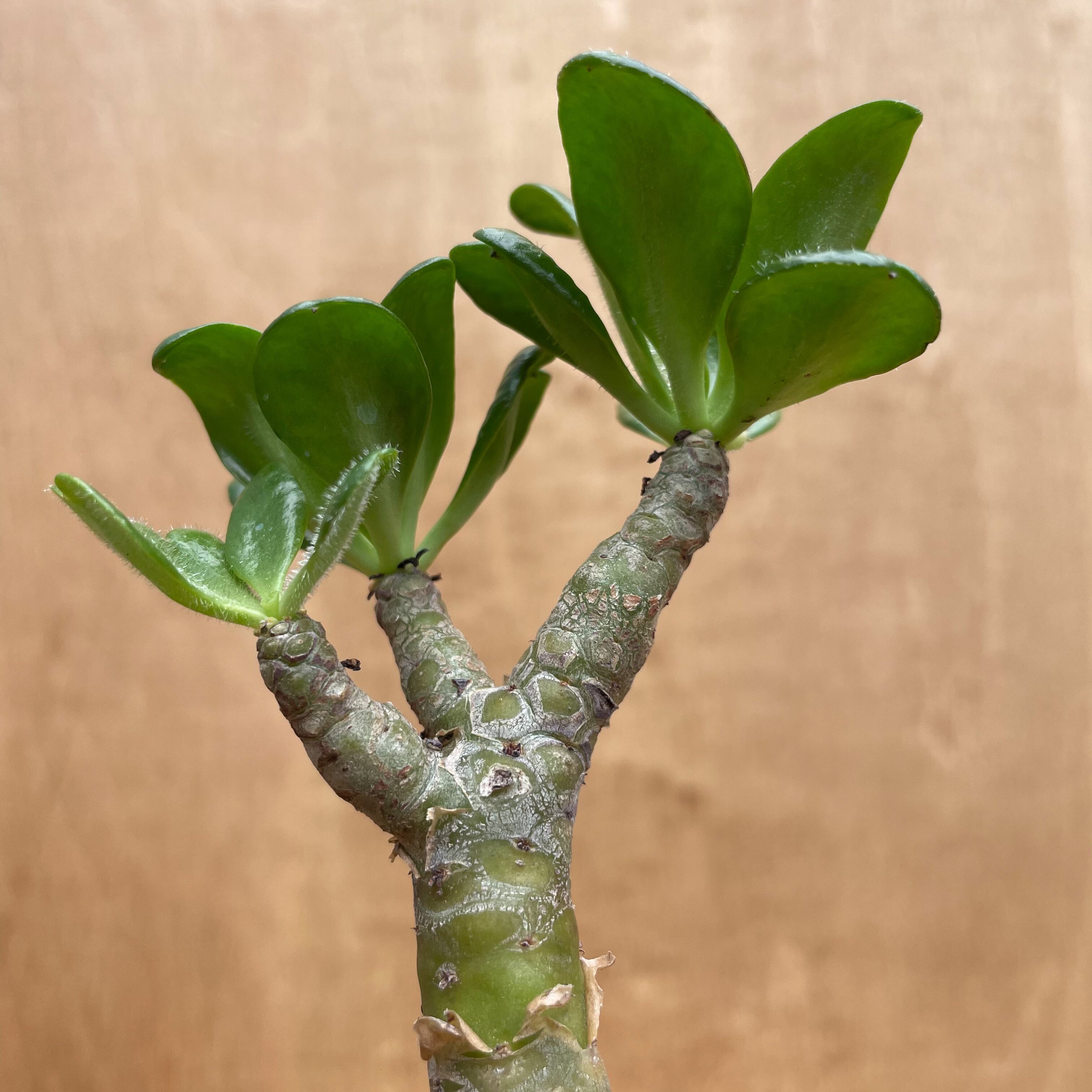 ティレコドン パニクラタス Tylecodon paniculatus 実生株 ティレコドン パニクラタス Tylecodon paniculatus 実生株