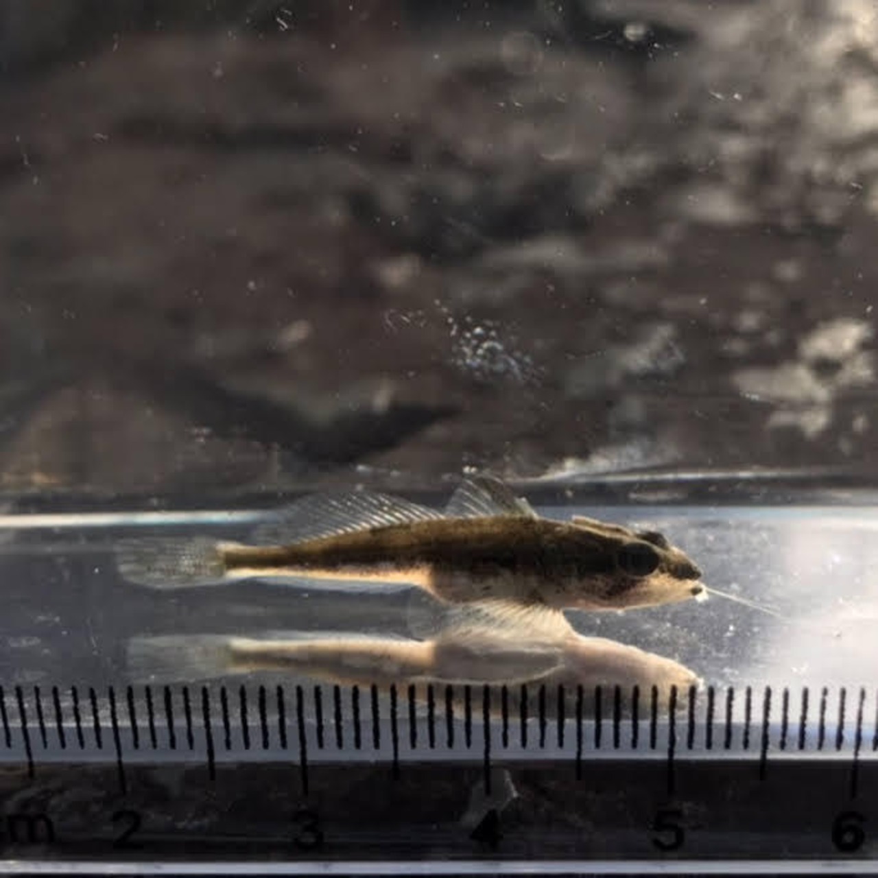 (淡水魚)ヤマノカミ 4cm±(1匹)【生体】