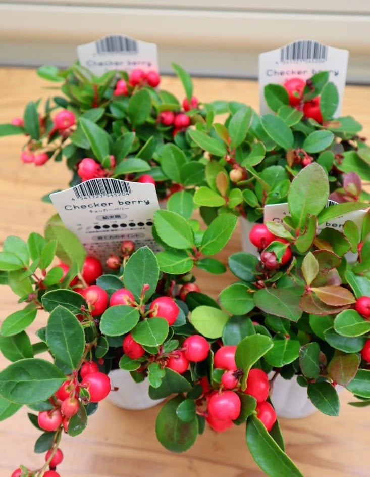 チェッカーベリー 3号ポット 1苗 | SaqueSifone（サクシフォン