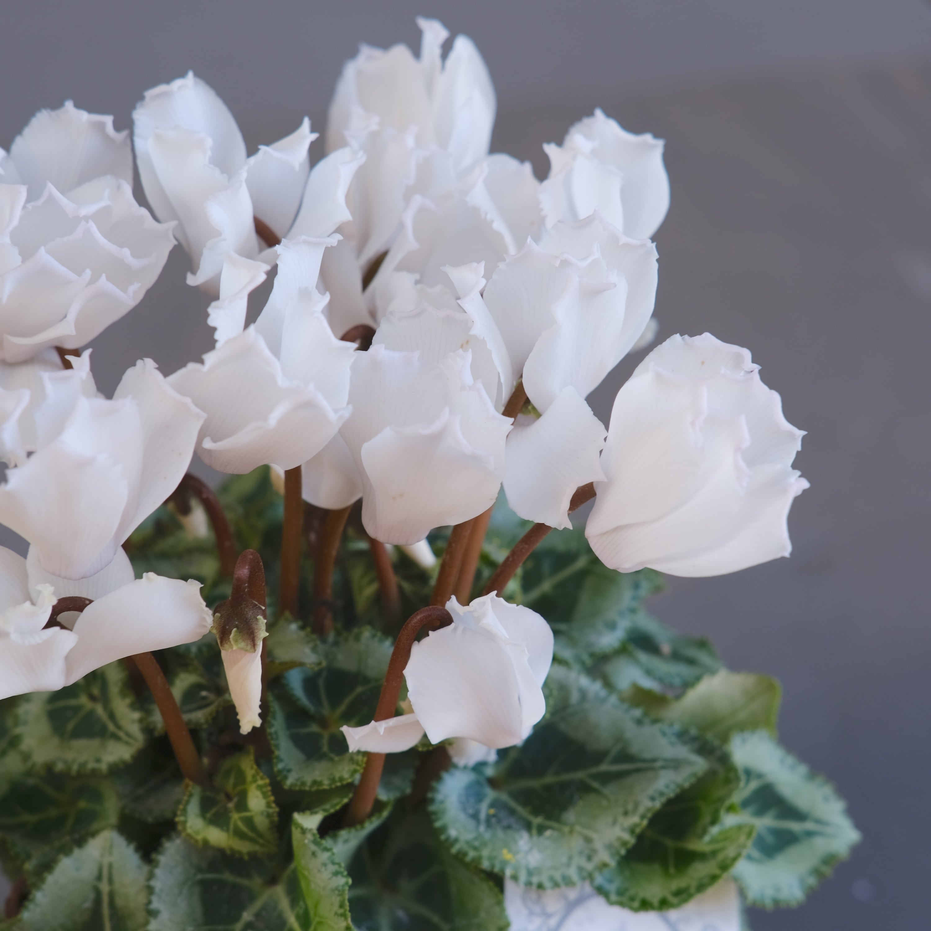 ガーデンシクラメン《 ブランシュネージュ 》軽井沢育ち 3号鉢