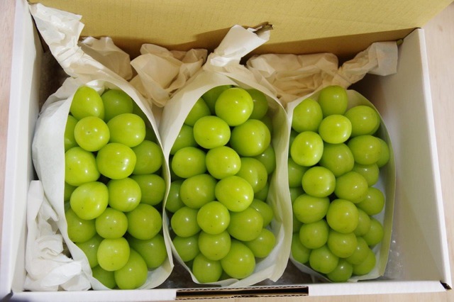 シャインマスカット ２～４房（1．5ｋｇ以上）