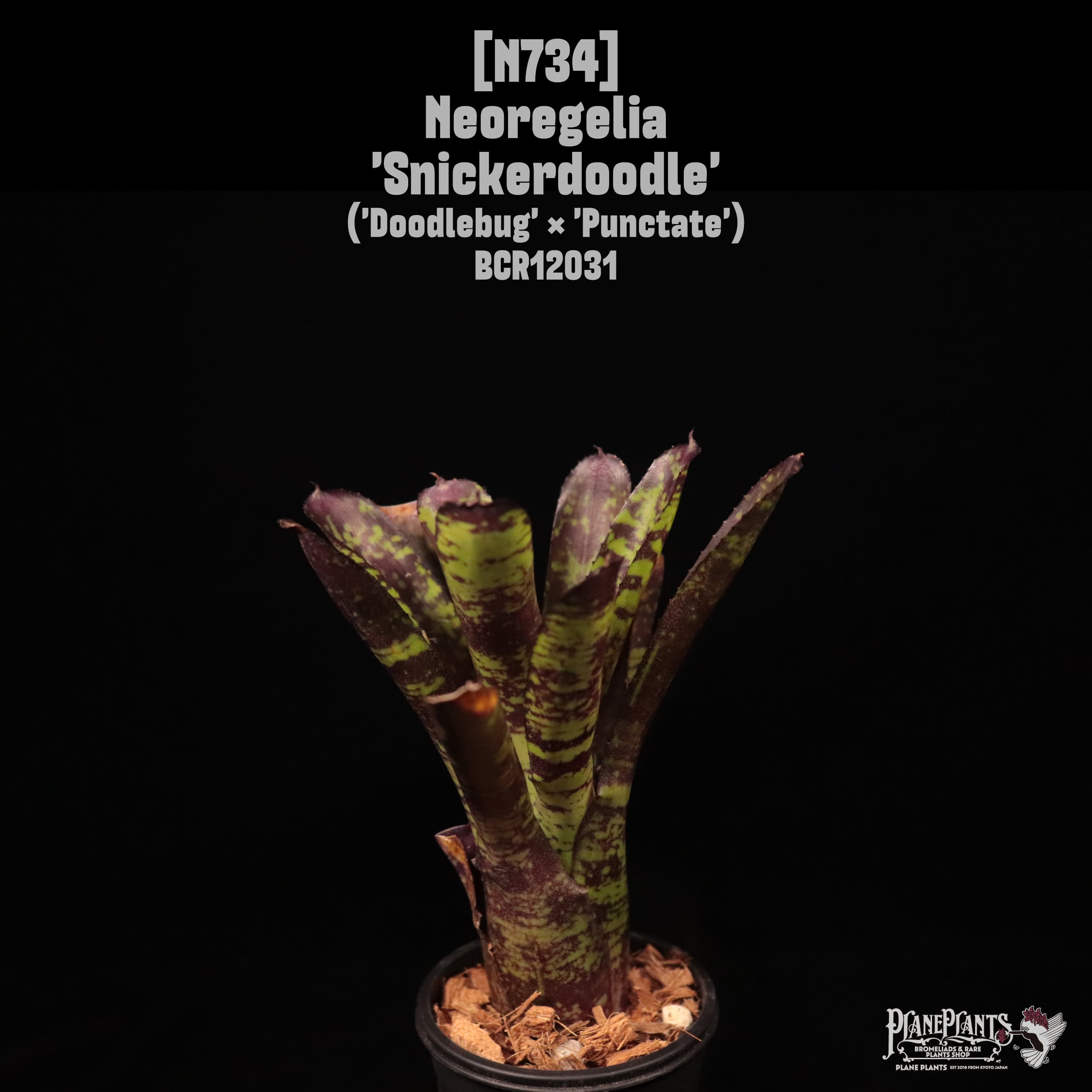 Neoregelia 'Snickerdoodle'〔ネオレゲリア〕N734