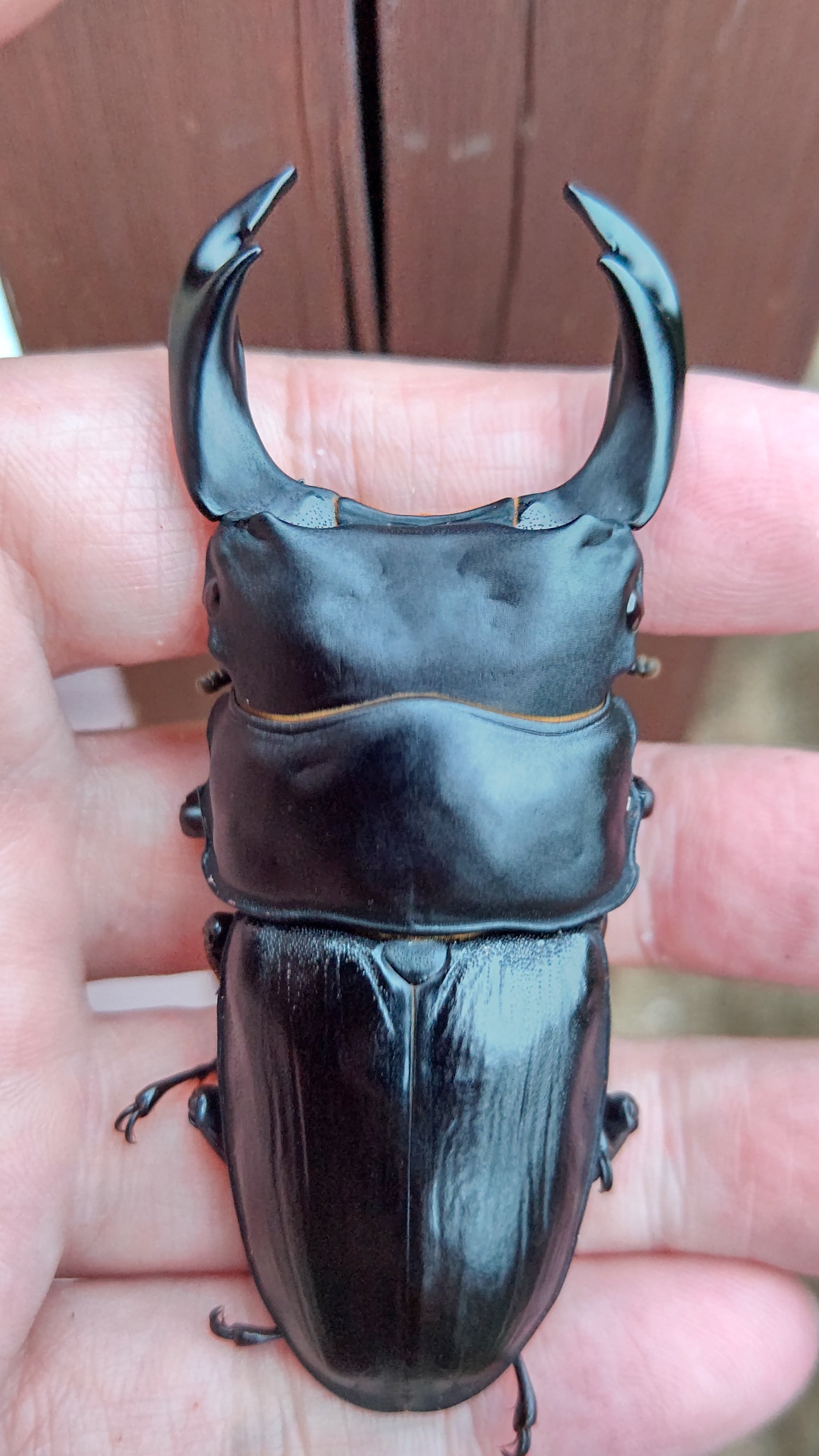 特選ペア オオクワガタ 奈良輪川西 ♂84 ♀57