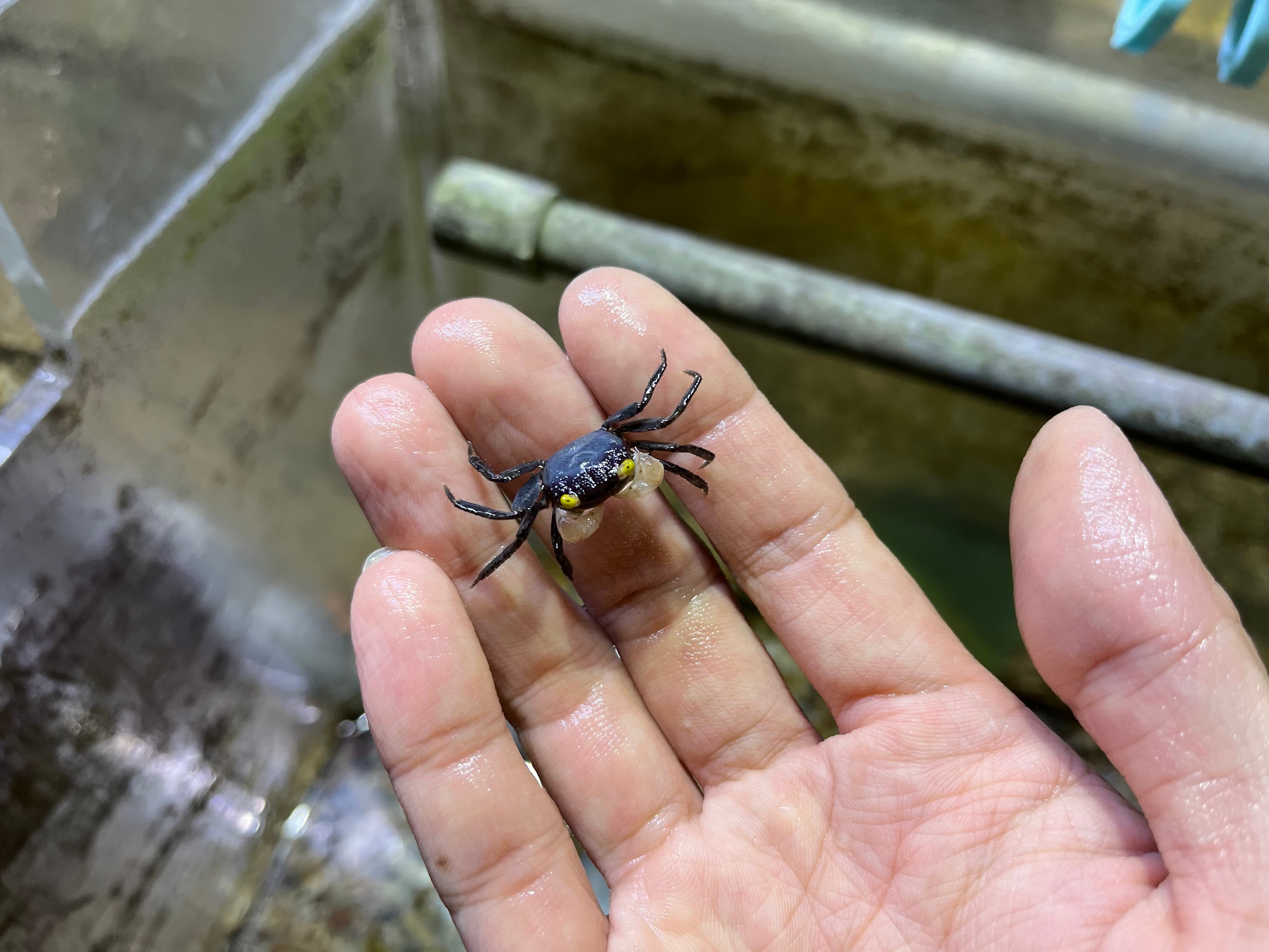 オス1匹】インドネシア直輸入便WILDゴールデンアイバンパイアクラブ甲