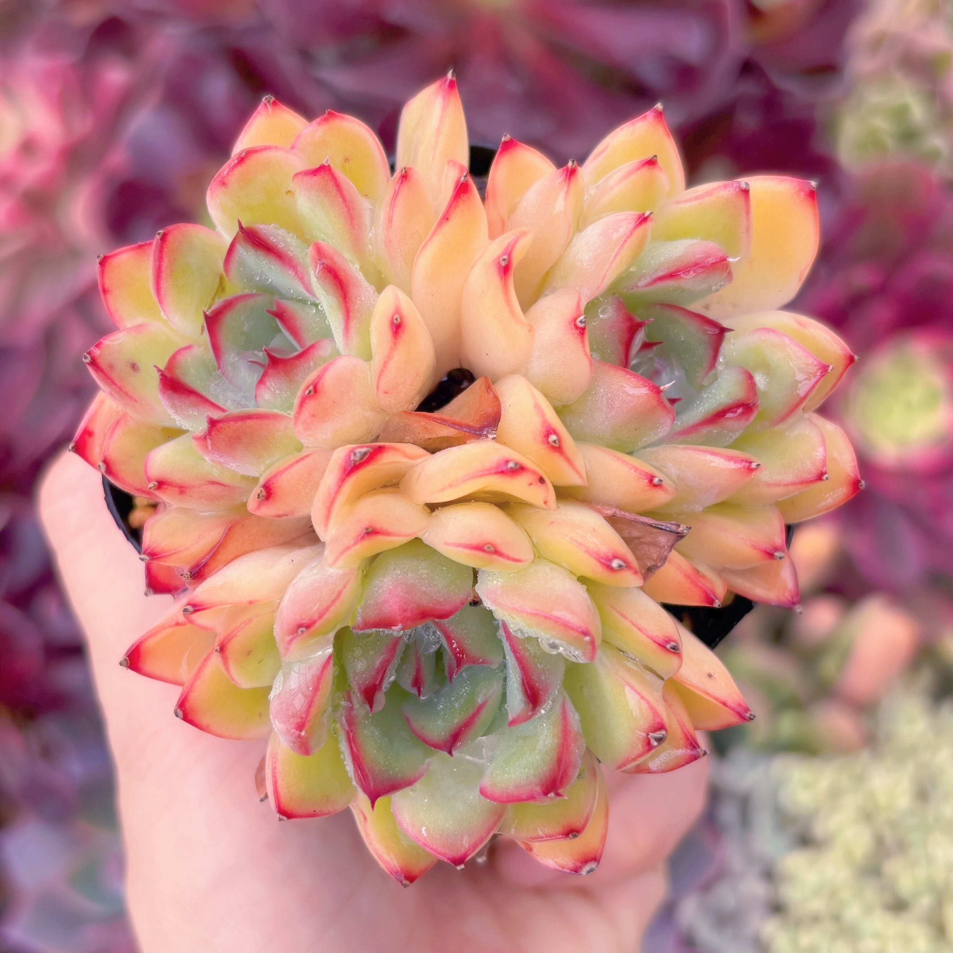 現品　さくらんぼ#A62　新入荷