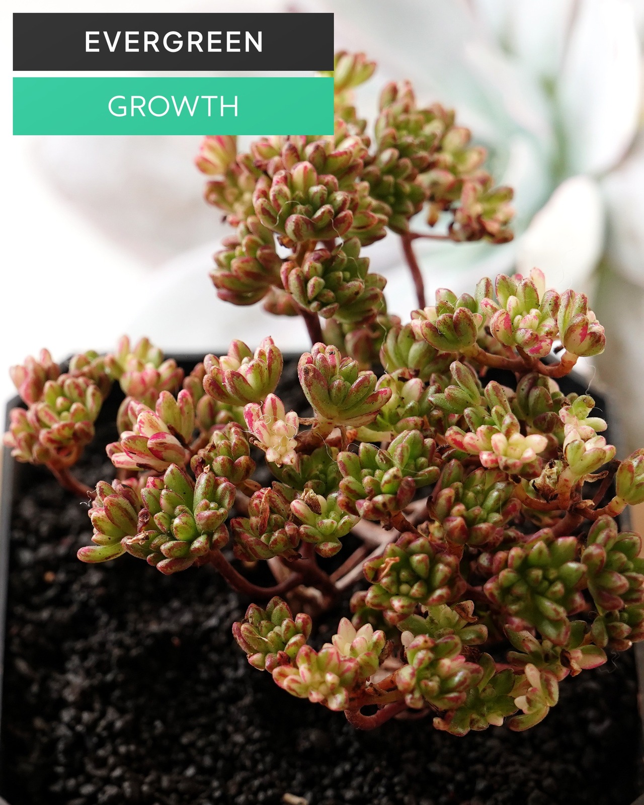 発根済カット苗 アエオニウム 小人の祭り錦 L 群生 Aeonium sedifolium f.variegata