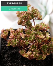 発根済カット苗 アエオニウム 小人の祭り錦 L 群生 Aeonium sedifolium f.variegata