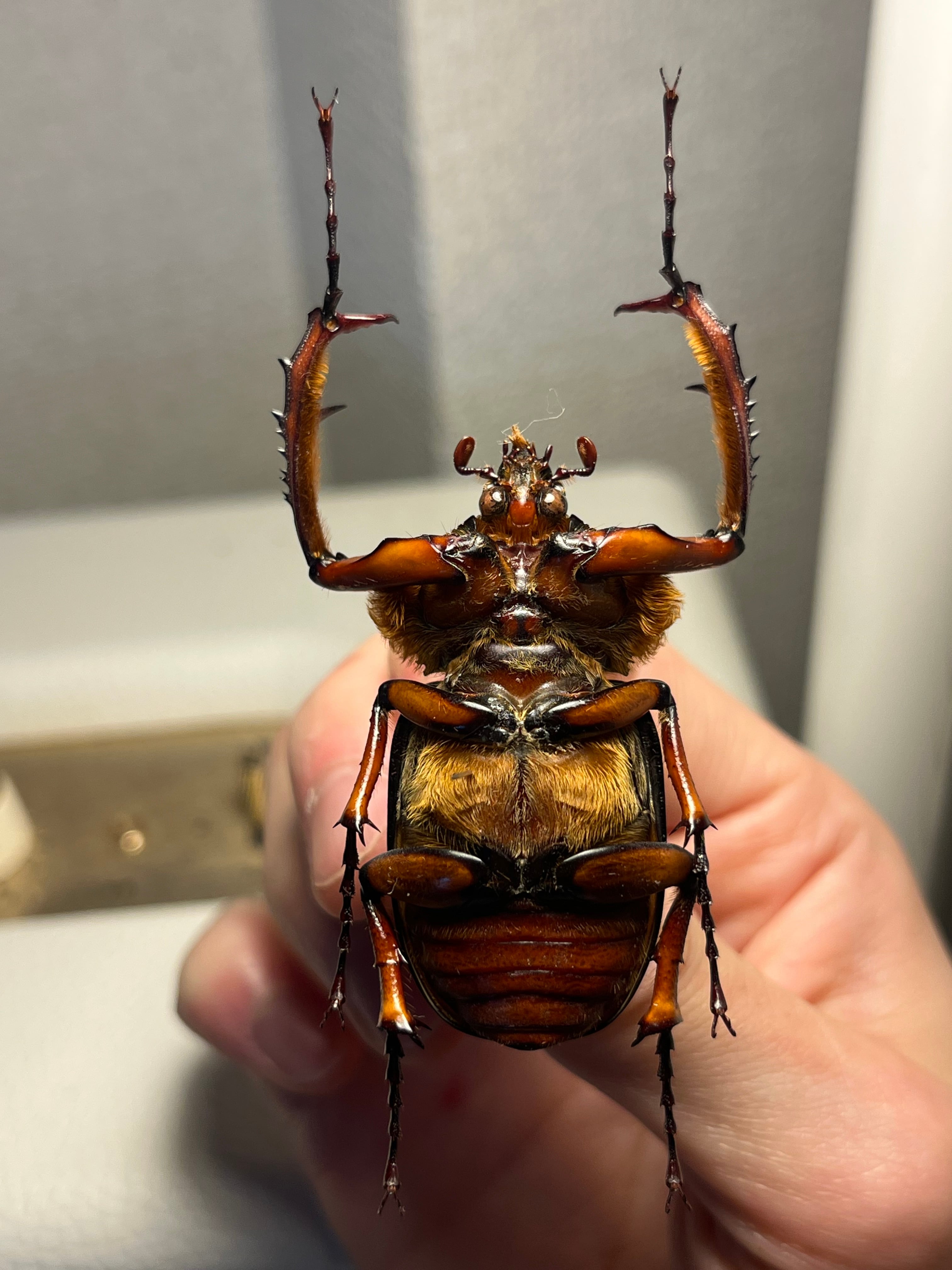 49mm♂】ダビディヒメテナガコガネ 標本テナガカミキリ昆虫標本 甲虫