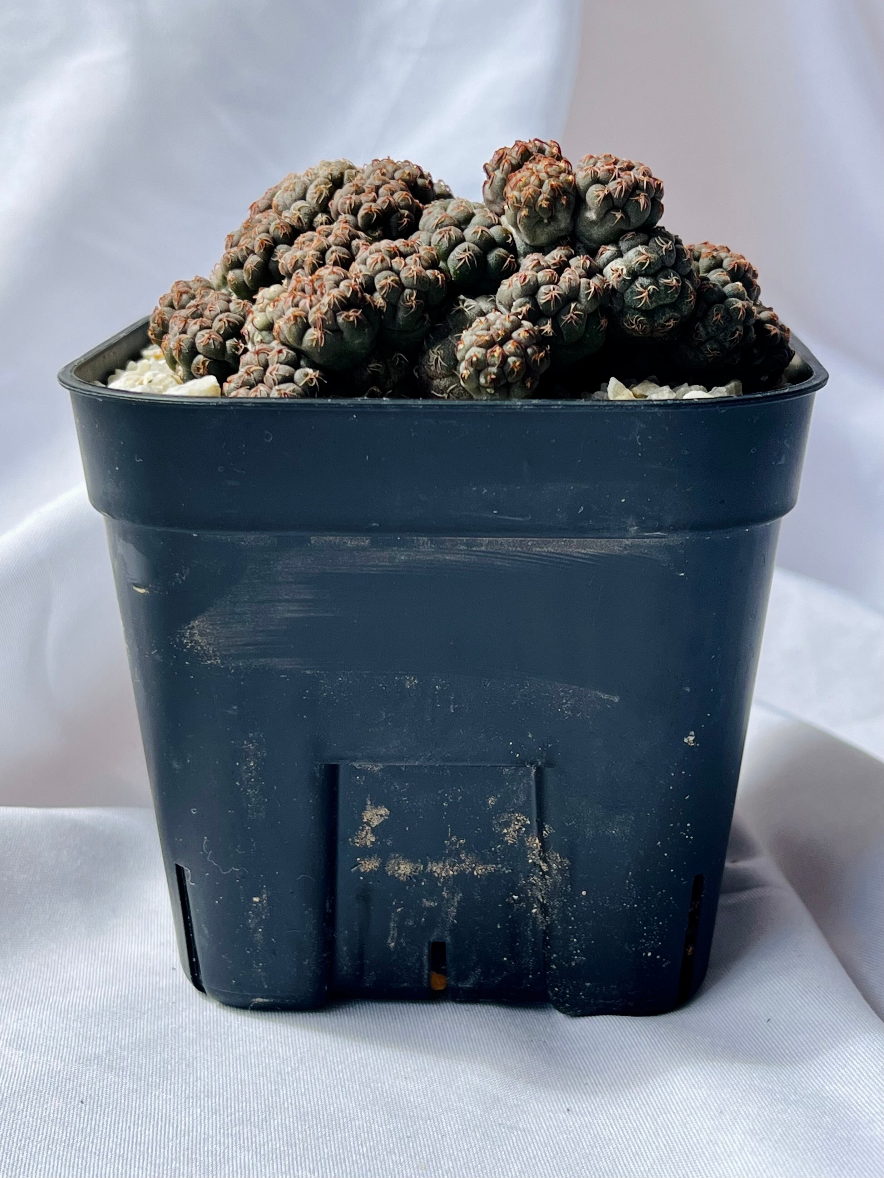 プナ ボンニアエ 迫力のある株です。 楽天市場】サボテン：プナ