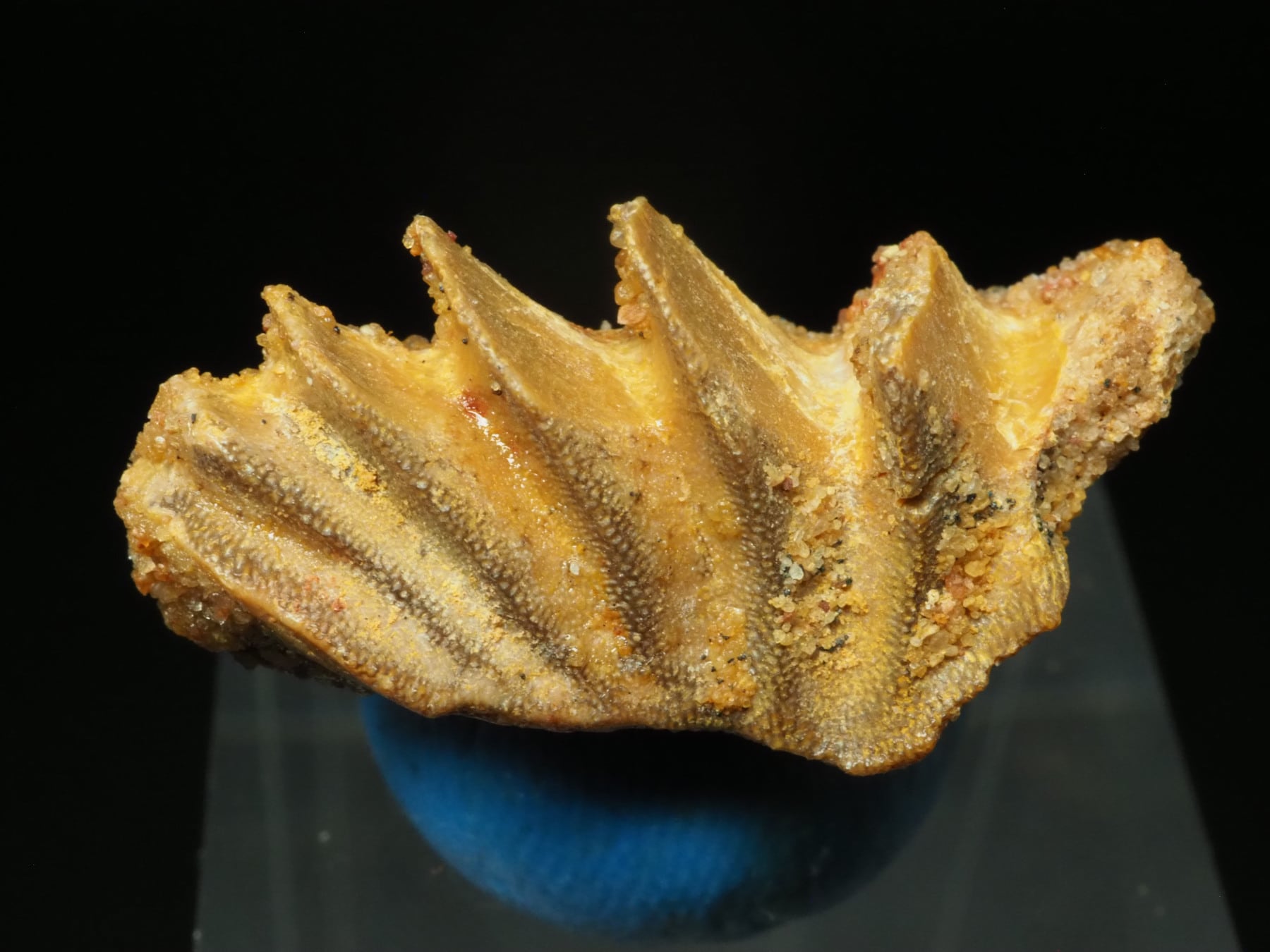 レア！肺魚の歯【Neoceratodus africanus】モロッコ王国産/化石/恐竜