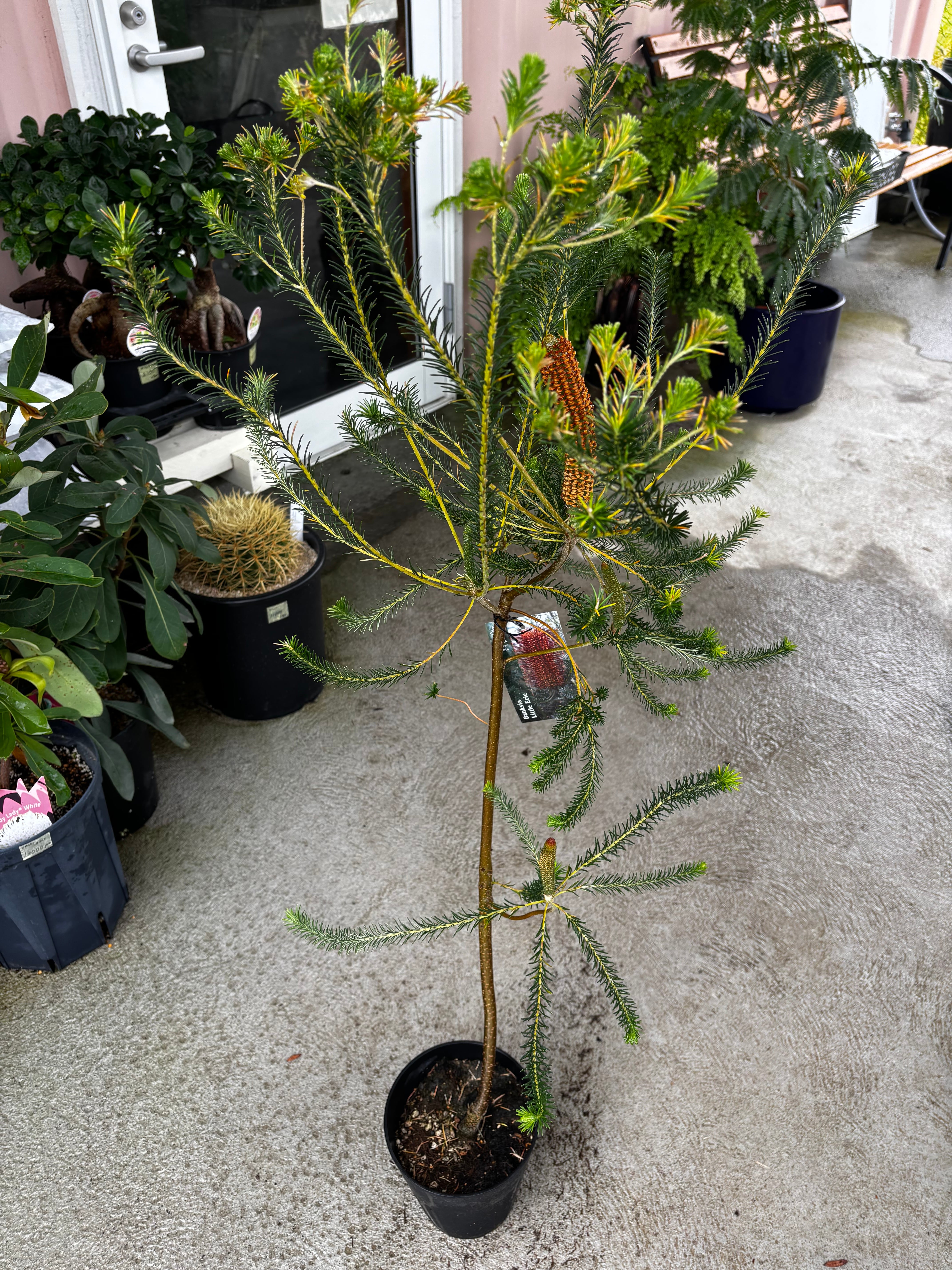 ALL ITEM | MELLOW Plants & Coffee