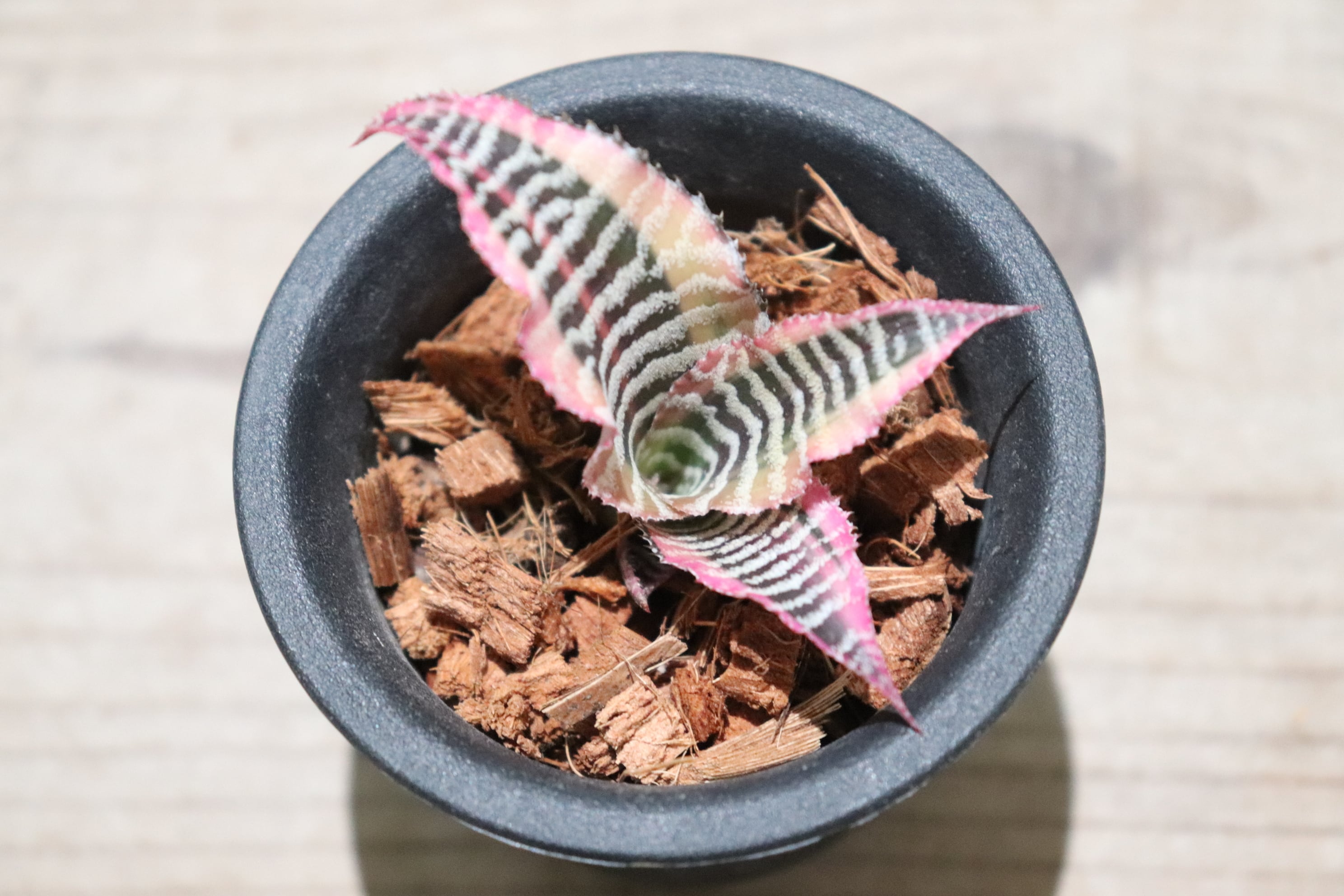 送料無料】Cryptanthus 'Elaine'〔クリプタンサス〕現品発送CR001A
