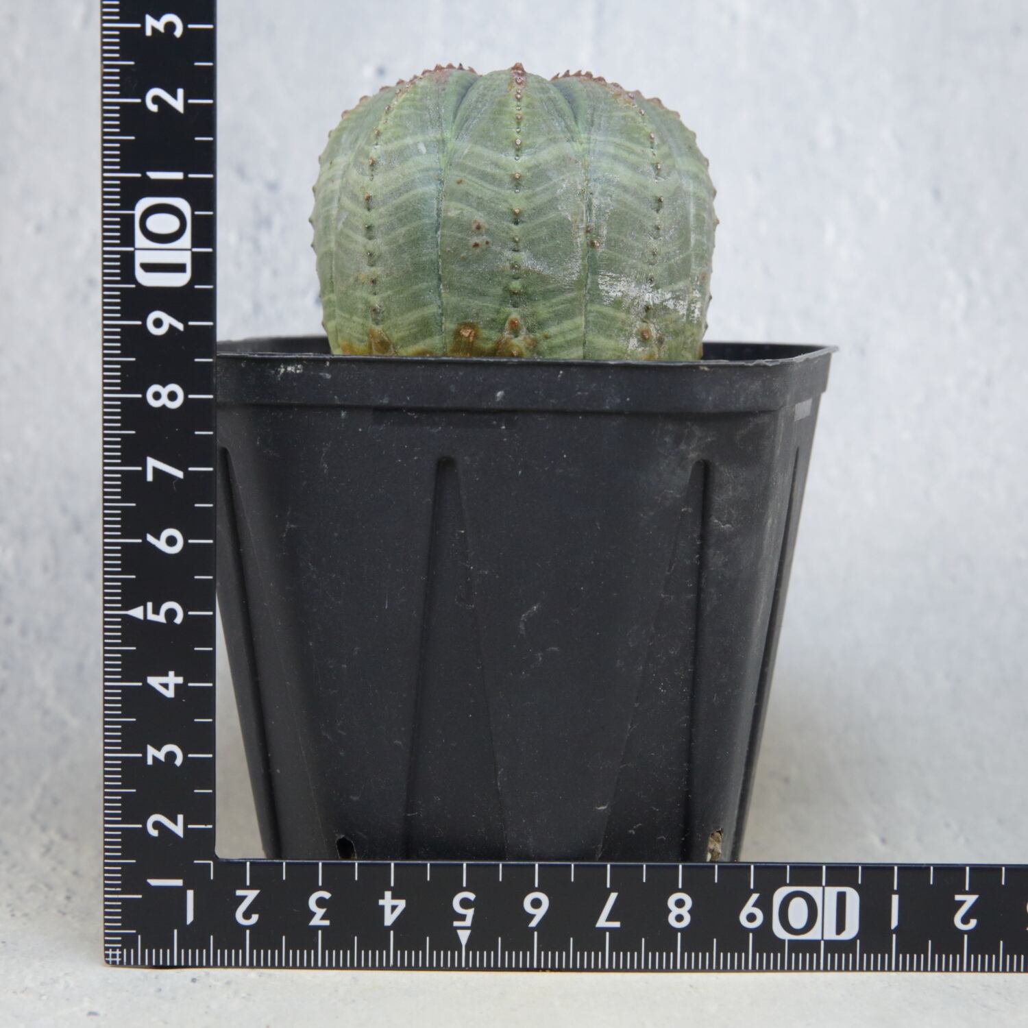 メス株 オベサ / ユーフォルビア | LIGHTHOUSE.PLANTS - 海外実生株の