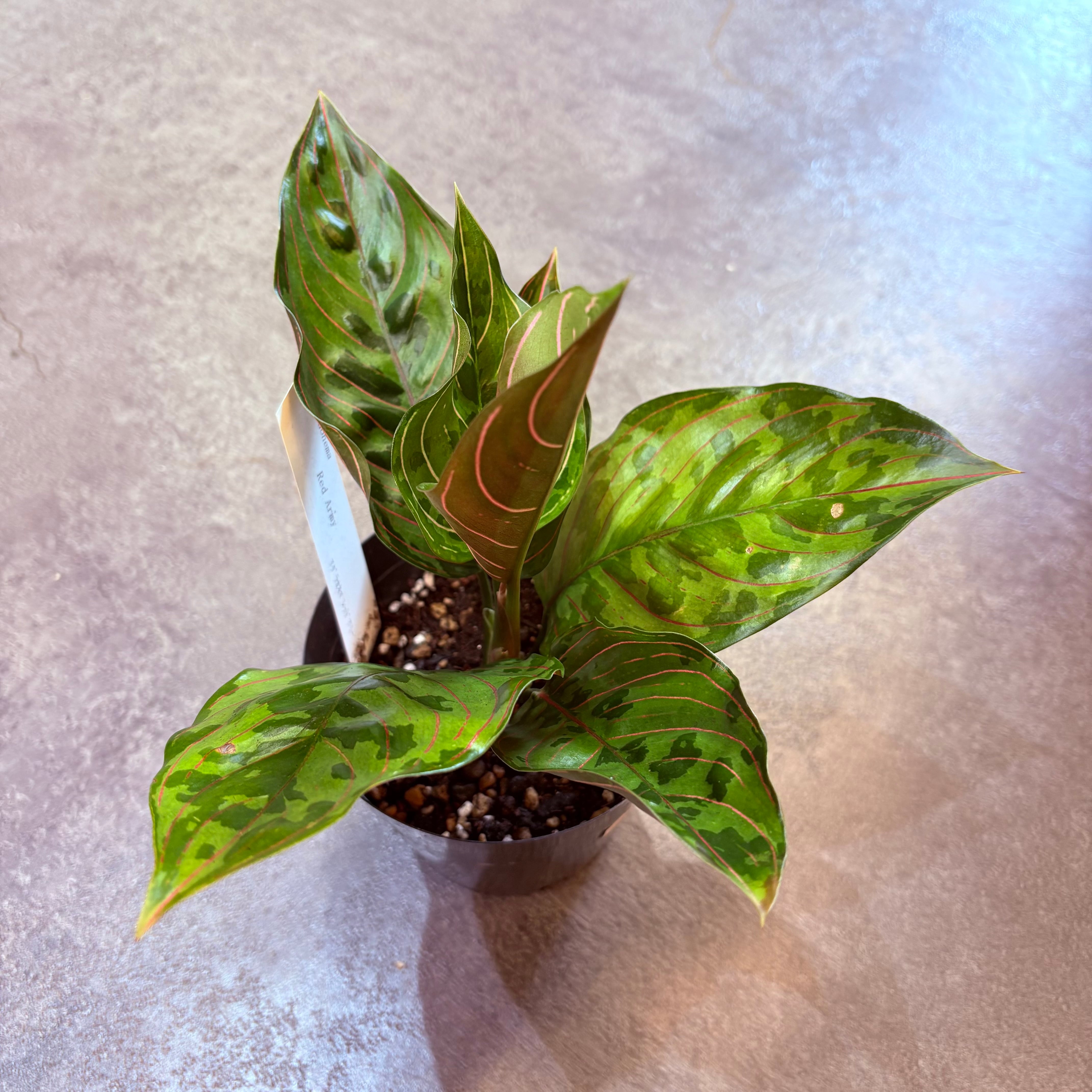 アグラオネマ レッドアーミー 4号 | Green Vibes 宇都宮市の観葉植物専門店