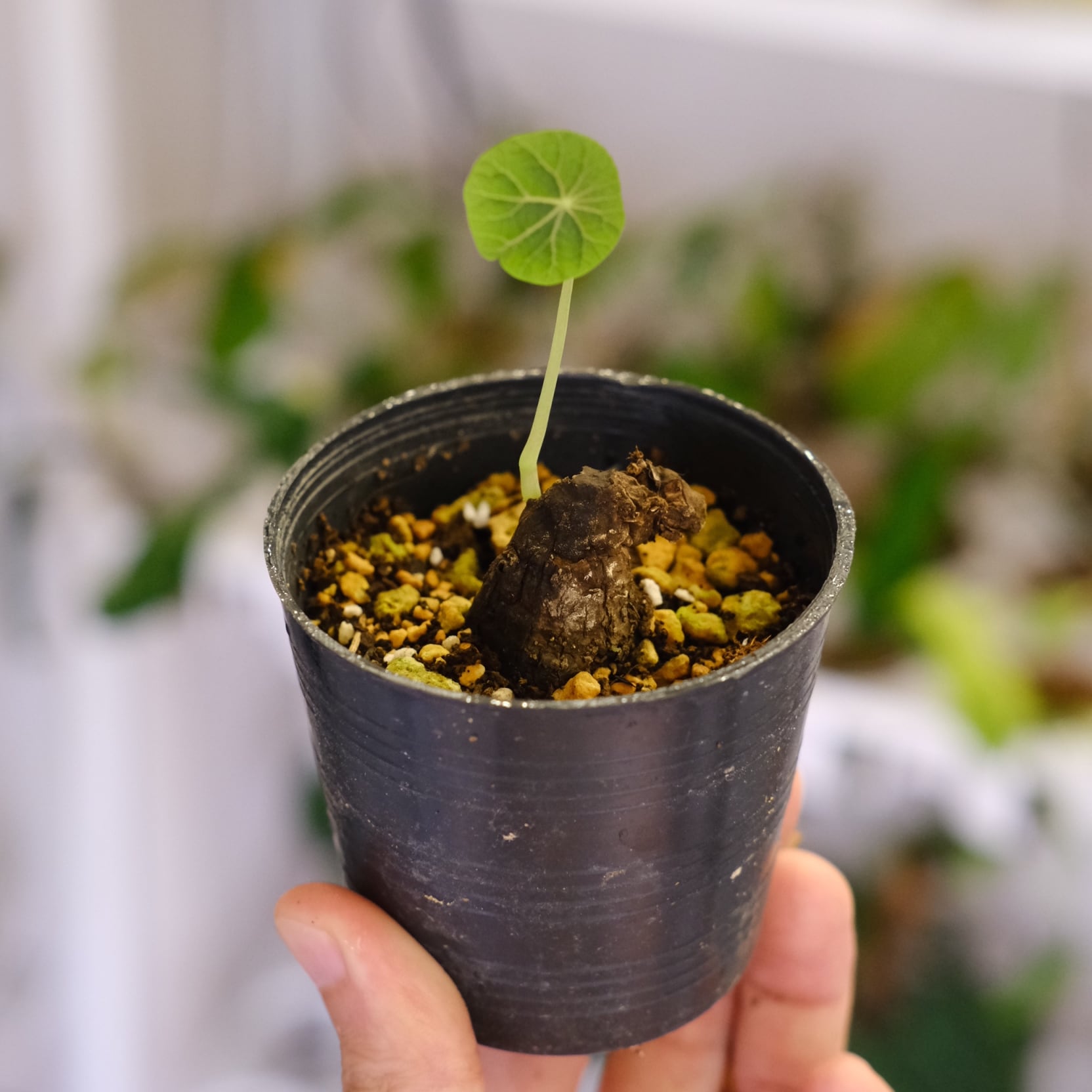 アロカシア alocasia ヴェノム② Secret Bazaar | _ 『 アロカシア・ヴェノム(ベノム