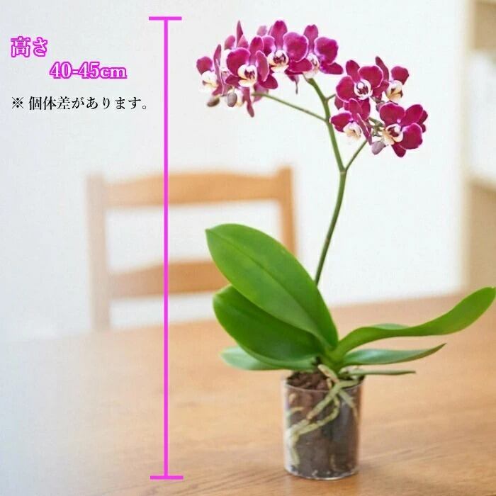 ミディ胡蝶蘭⭐️タニータニー ミディ胡蝶蘭シングル in your room 3.5号 | Terakoya NINJA