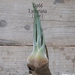 【送料無料】セレリアナ L〔エアプランツ〕現品発送T1966