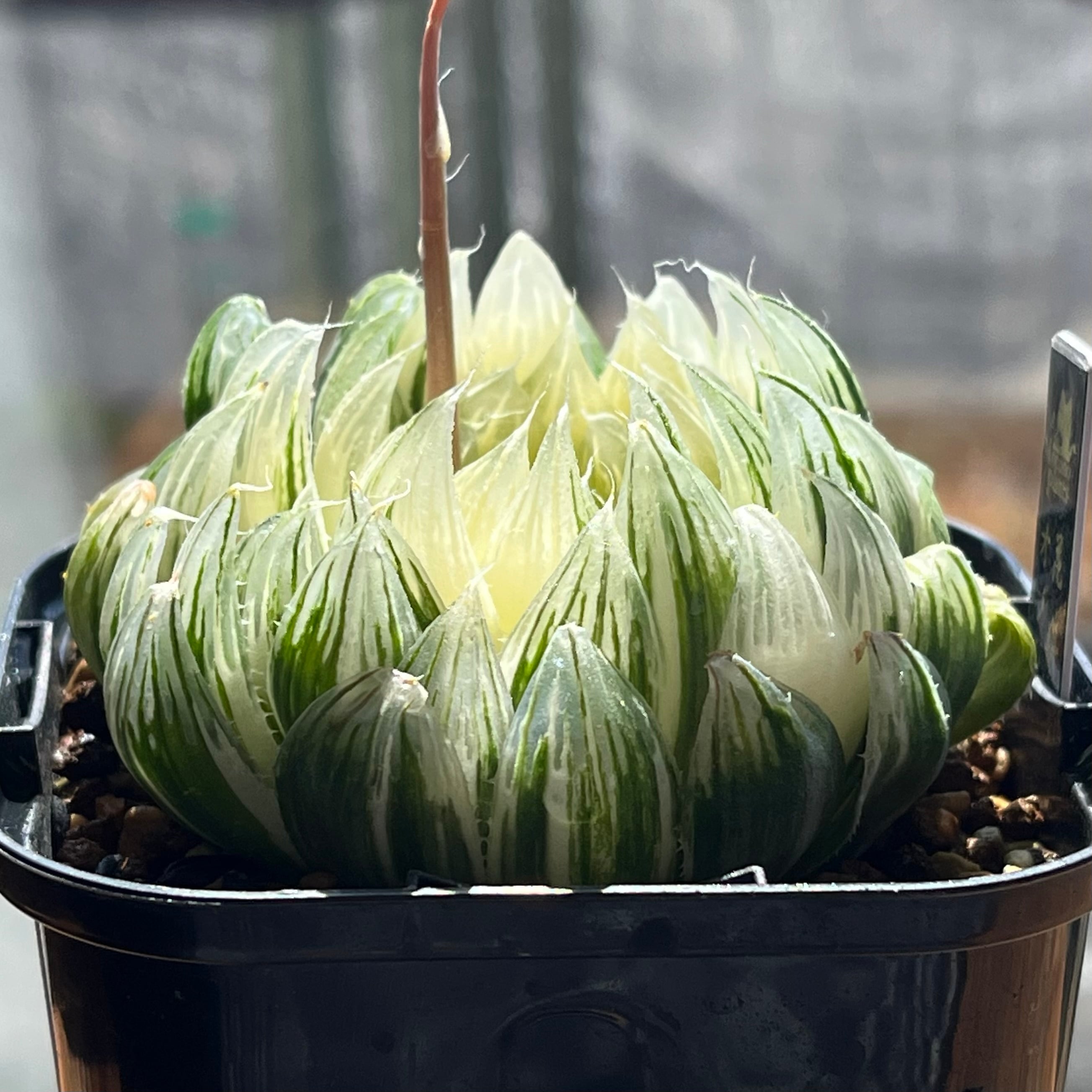 ハオルチア 花胡蝶 オブツーサ錦 | mocono_plants