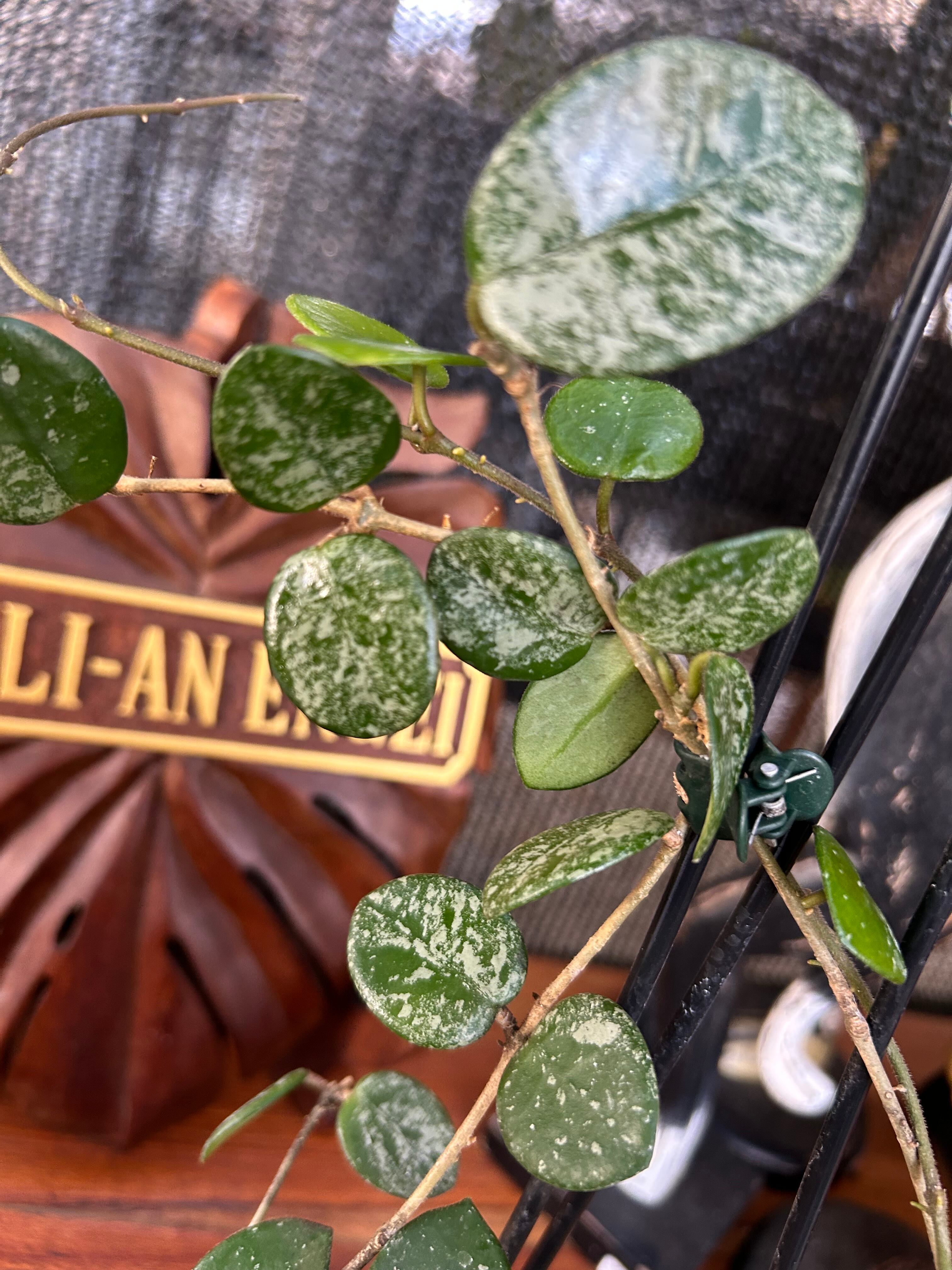 Hoya Silver Dollar ホヤ シルバーダラー サクララン 大苗