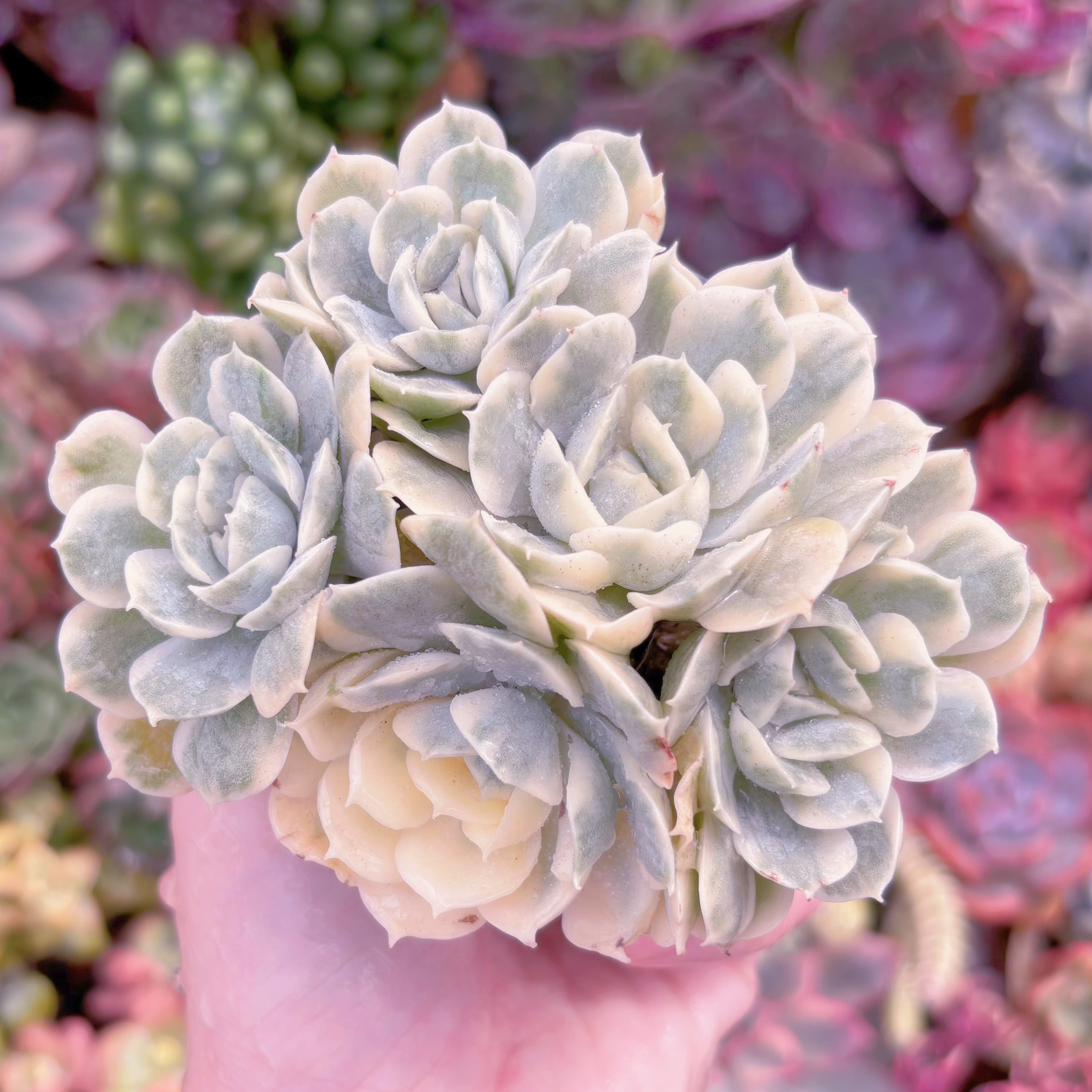 現品　オンスロー錦#K007　群生　るる農園