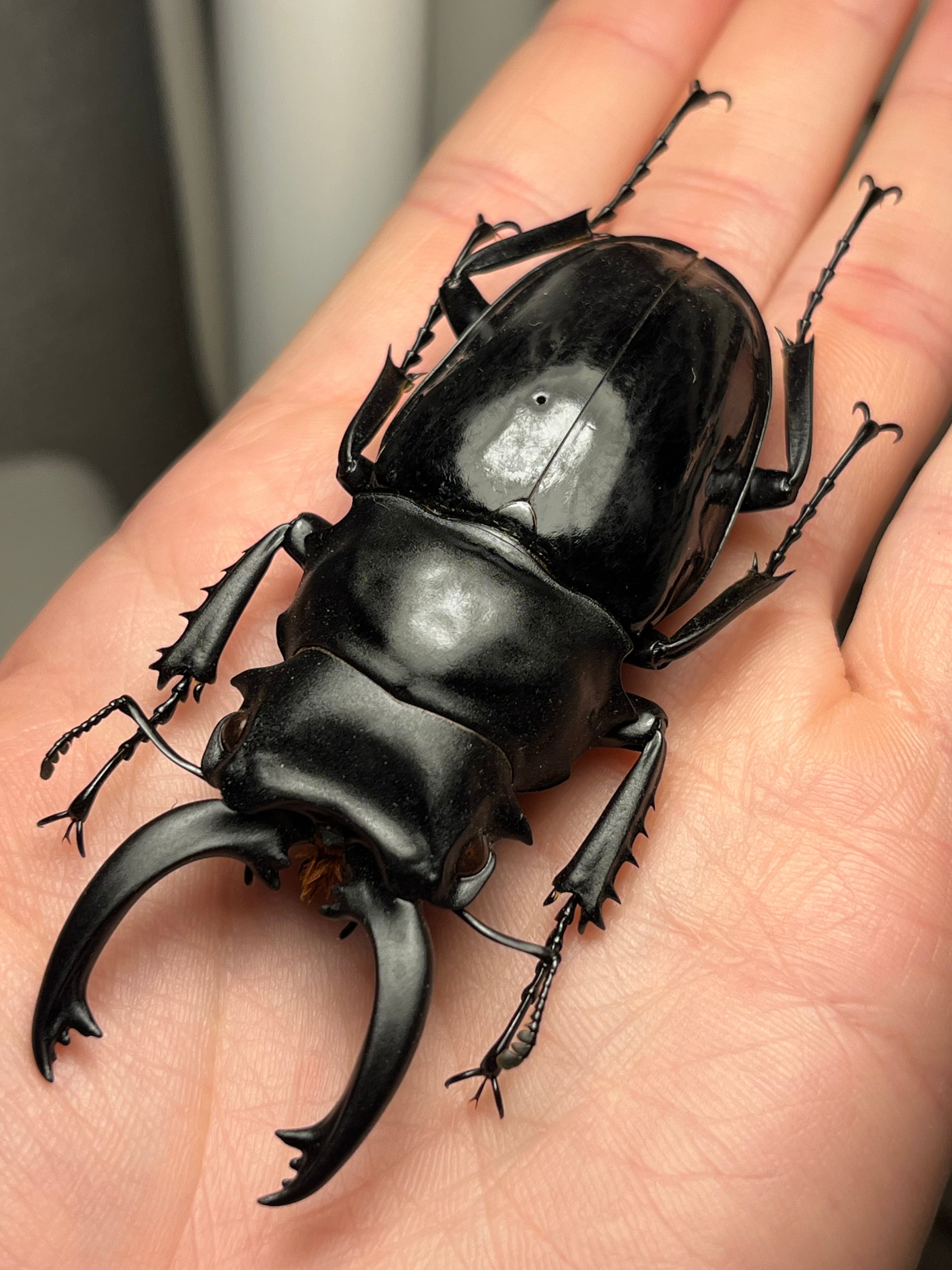 未展足73mm】ホロメタリクスチリクワガタ シワバネクワガタ