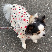 ONEクロスレインコート・スターホワイト／オーダーメイド　小型犬