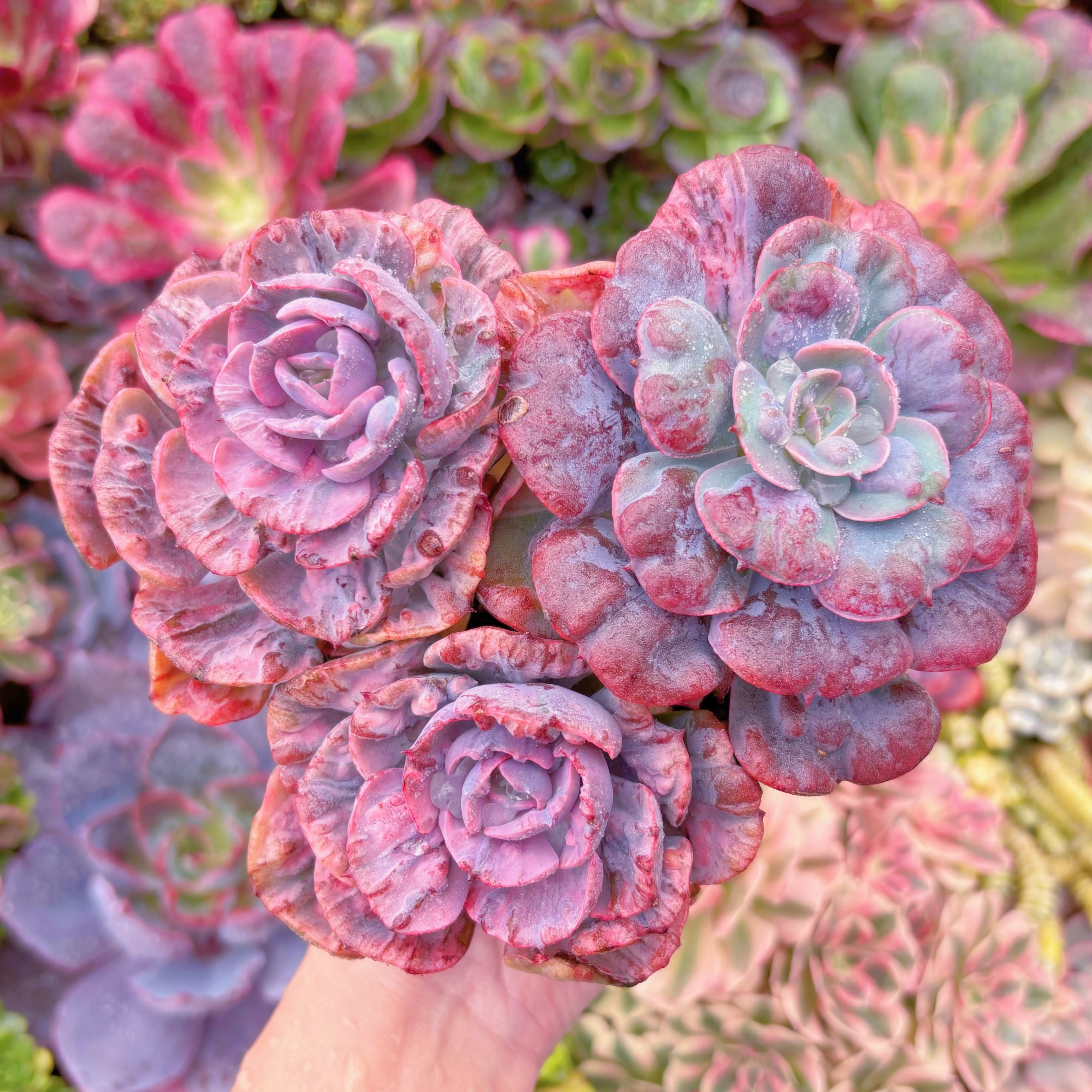 現品　ビヨンセ錦#005　希少大群生　新入荷　るる農園