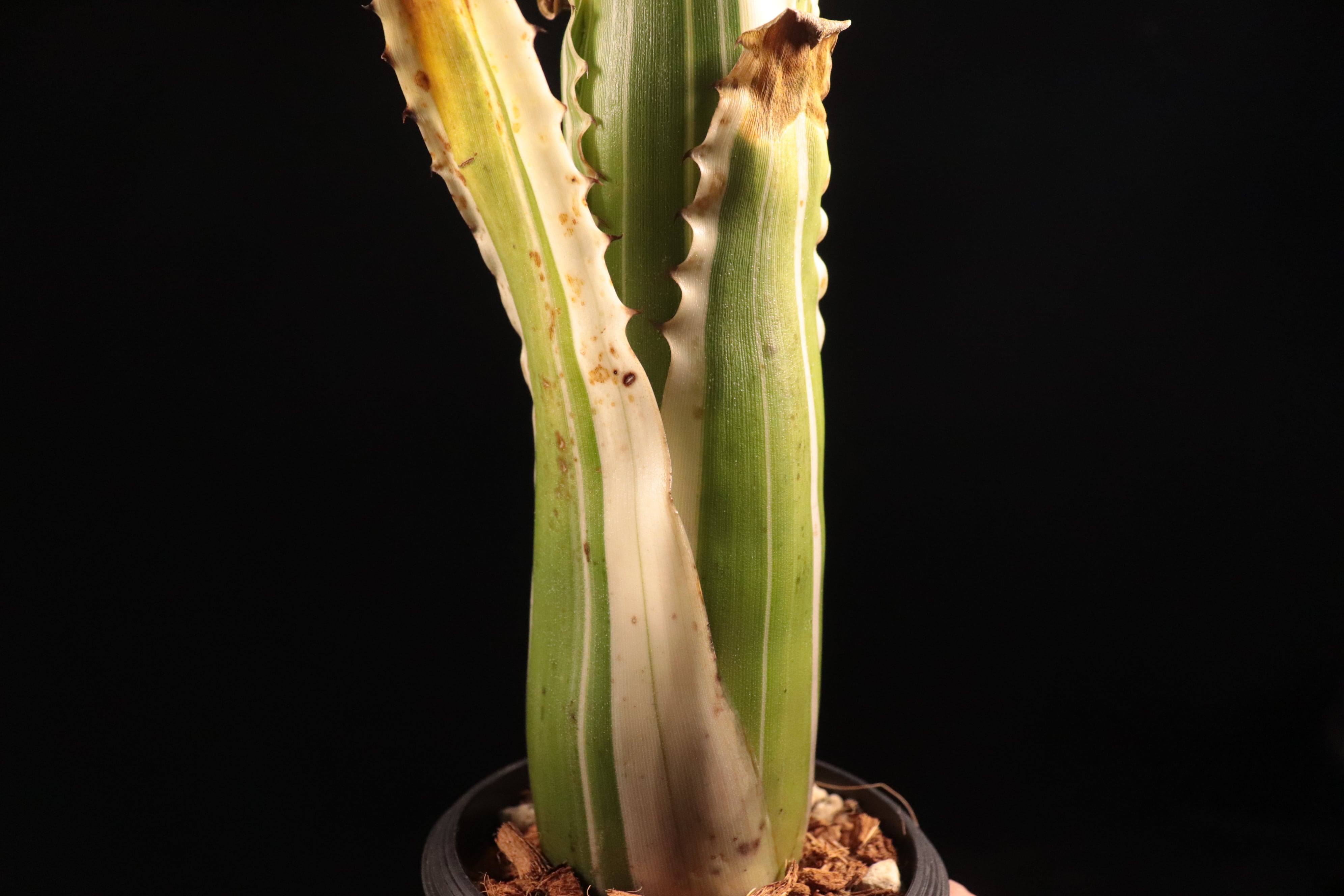 Hohenbergia 'Karla'〔ホヘンベルギア〕H239 | plane plants