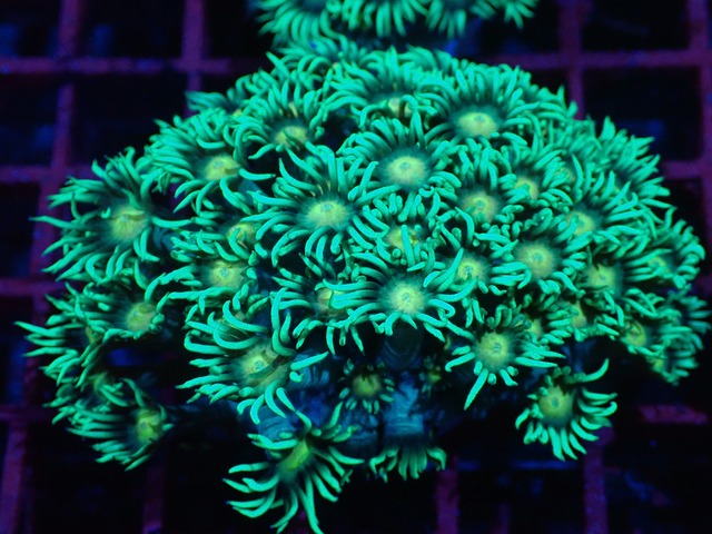 【現地買付】Goniopora FromMakassar YellowEye 1