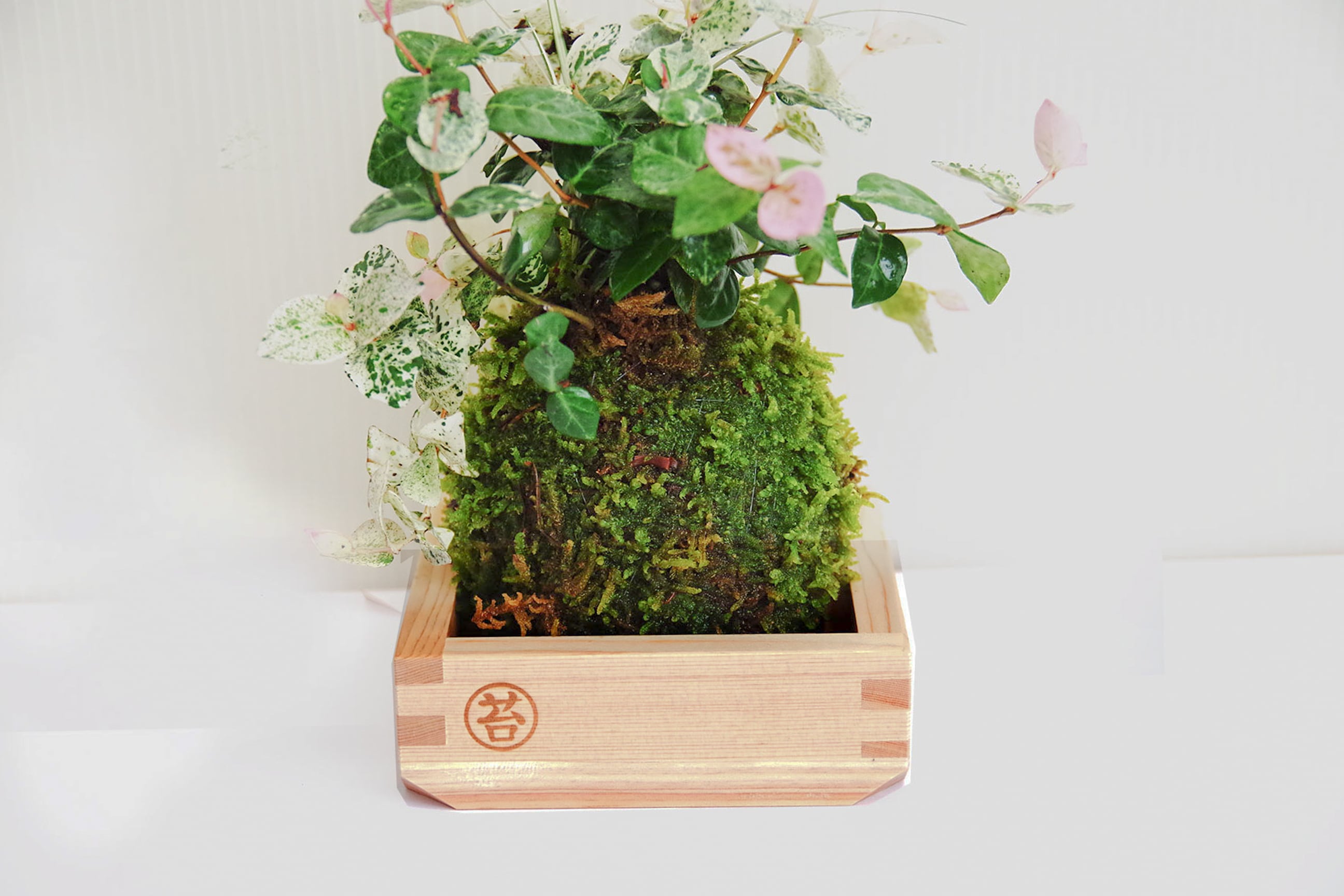 初雪カズラ（はつゆきカズラ） 2合枡 | MASU MOSS