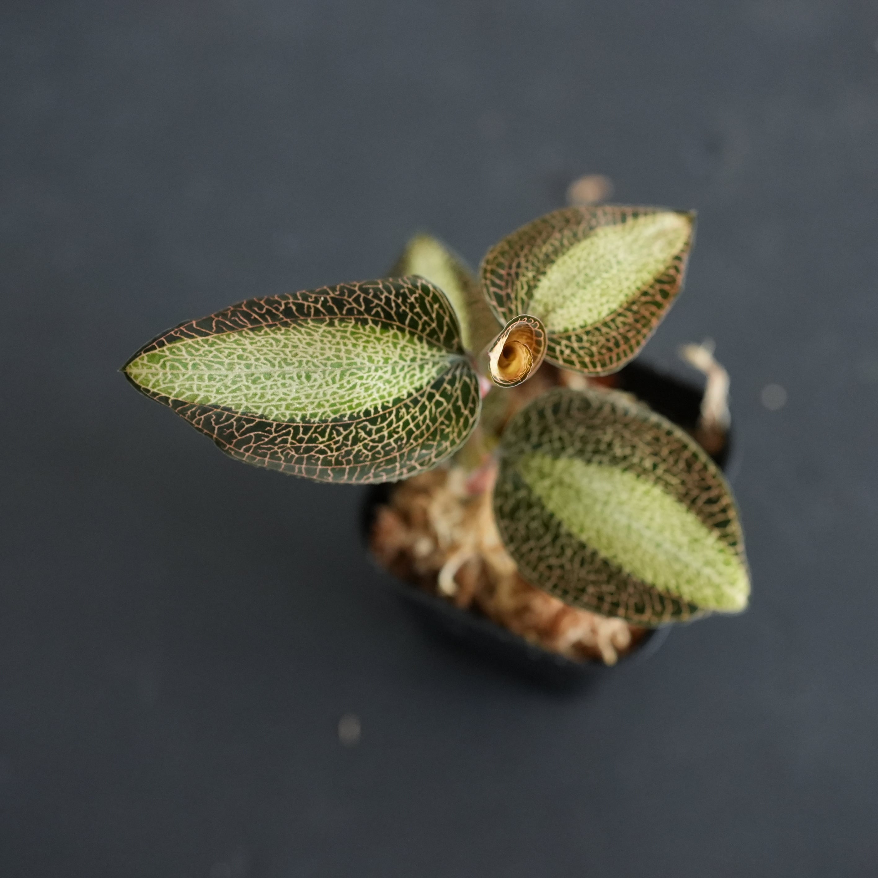Anoectochilus sp. 斑入りジュエルオーキッド 宝石蘭 ◇現品◇Anoectochilus roxburghii JAPAN【ジュエルオーキッド宝石蘭