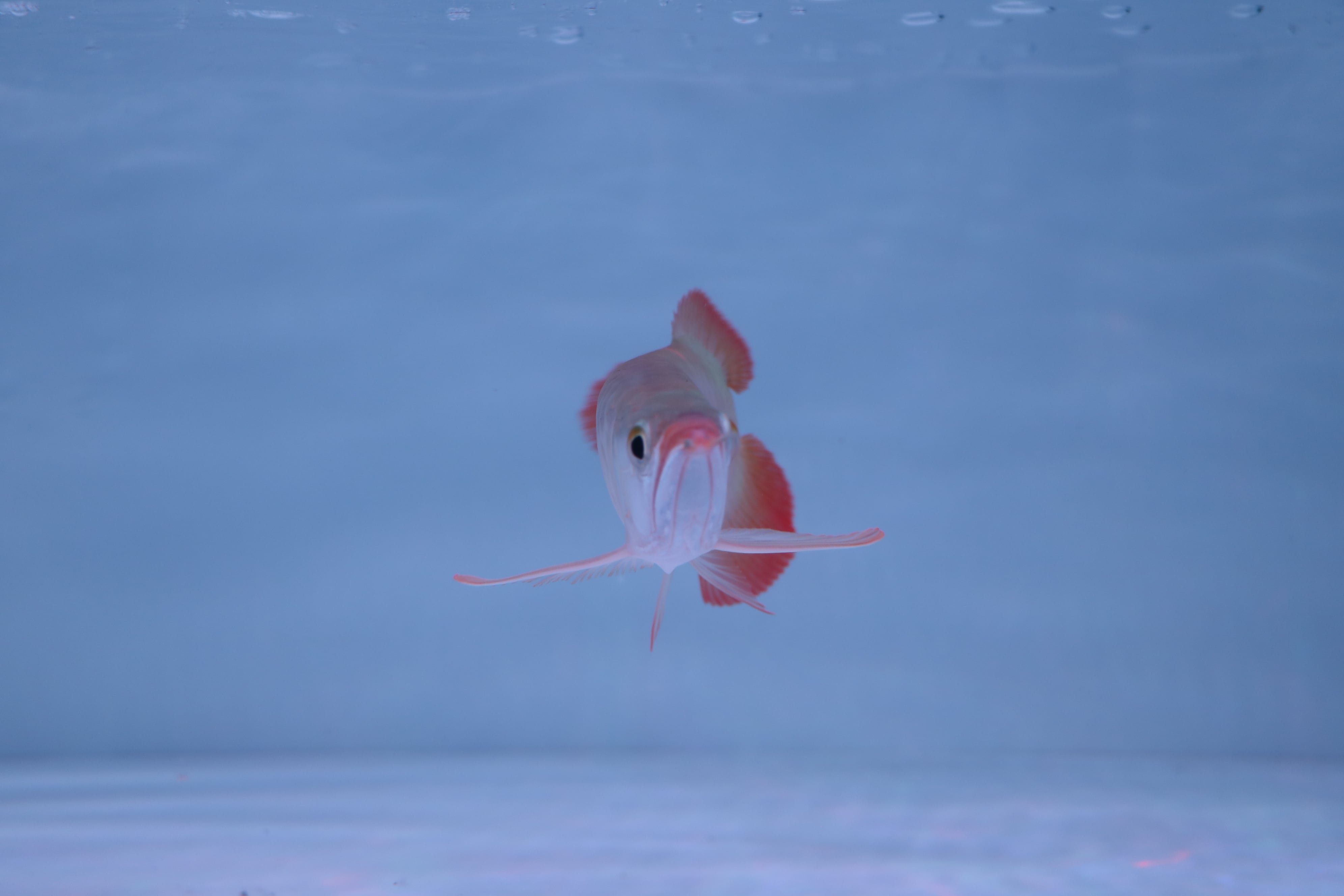 紅龍No.6027 ☆別格!!超プレミアム個体☆ ±25㎝ | アロワナ等の大型魚