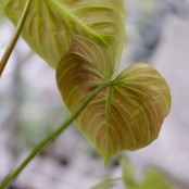 フィロデンドロン エルチョコレッド / Philodendron "El Choco Red"⑭ / 観葉植物<育て方・花言葉>