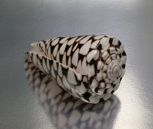 Shell curve ring