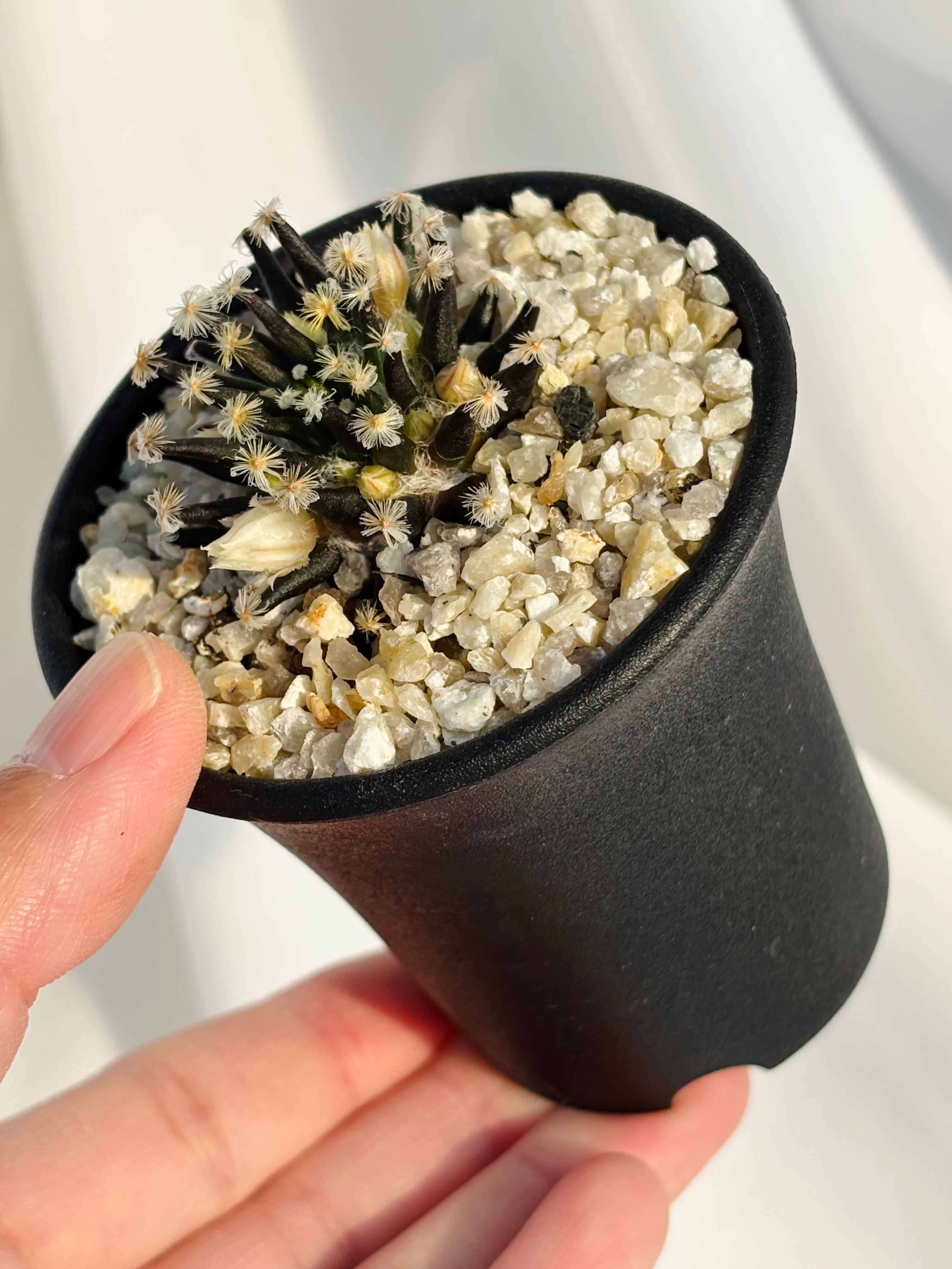 Mammillaria schiedeana マミラリア 黒肌明星 サボテン | plants MARU