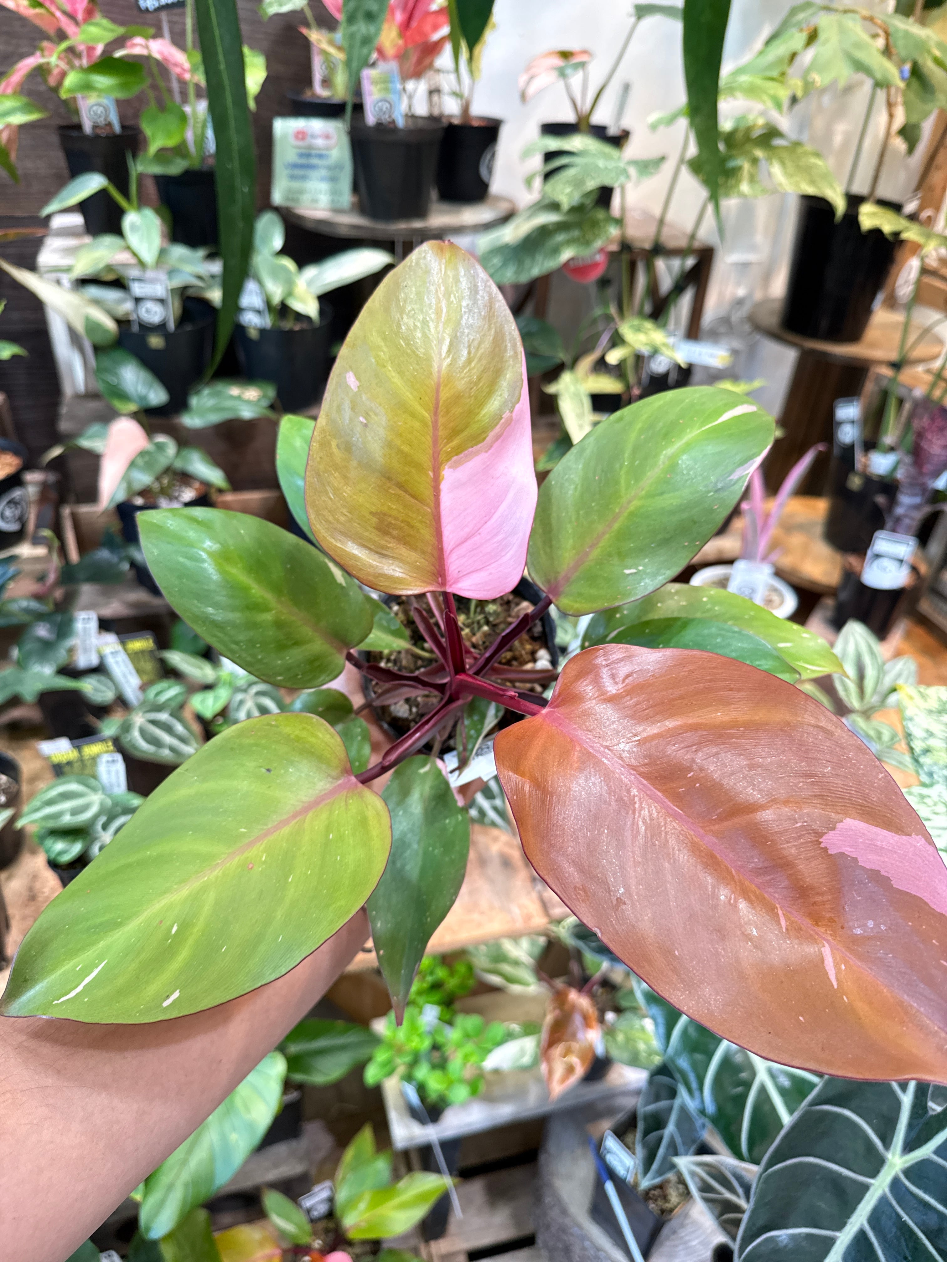 B フィロデンドロン パーシモンプリンセス | Gardenえん 【観葉熱帯植物】