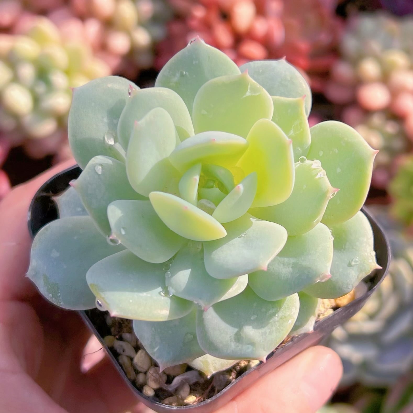 多肉植物　冷香　古株　新入荷　るる農園