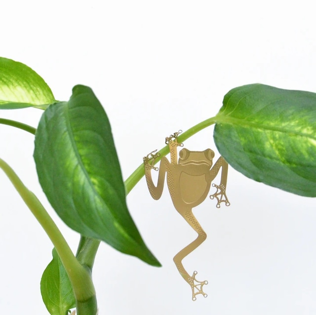 Plant Animal Tree Frog カエル 蛙 かえる