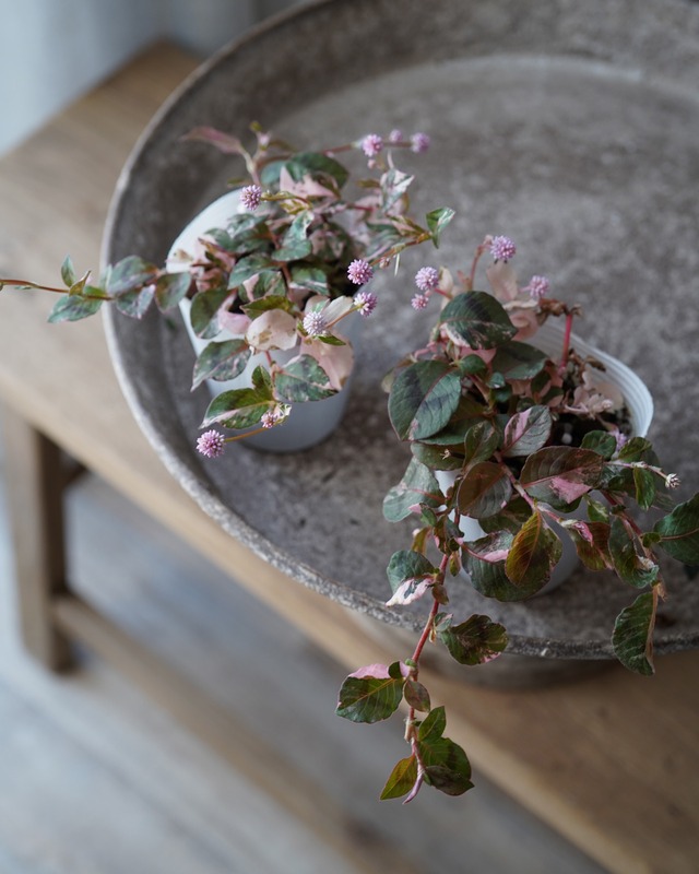 ポリゴナム　セレブピンク　斑入り　2.5号