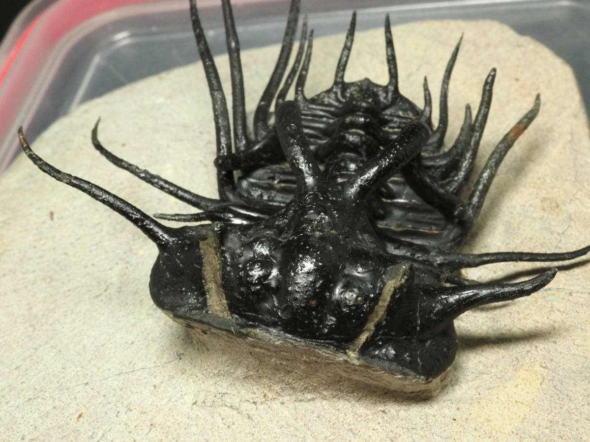 化石　三葉虫　群生　群集　モロッコ　ディクラヌルス他 ディクラヌルスT41｜恐竜・化石グッズの専門店 ふぉっしる