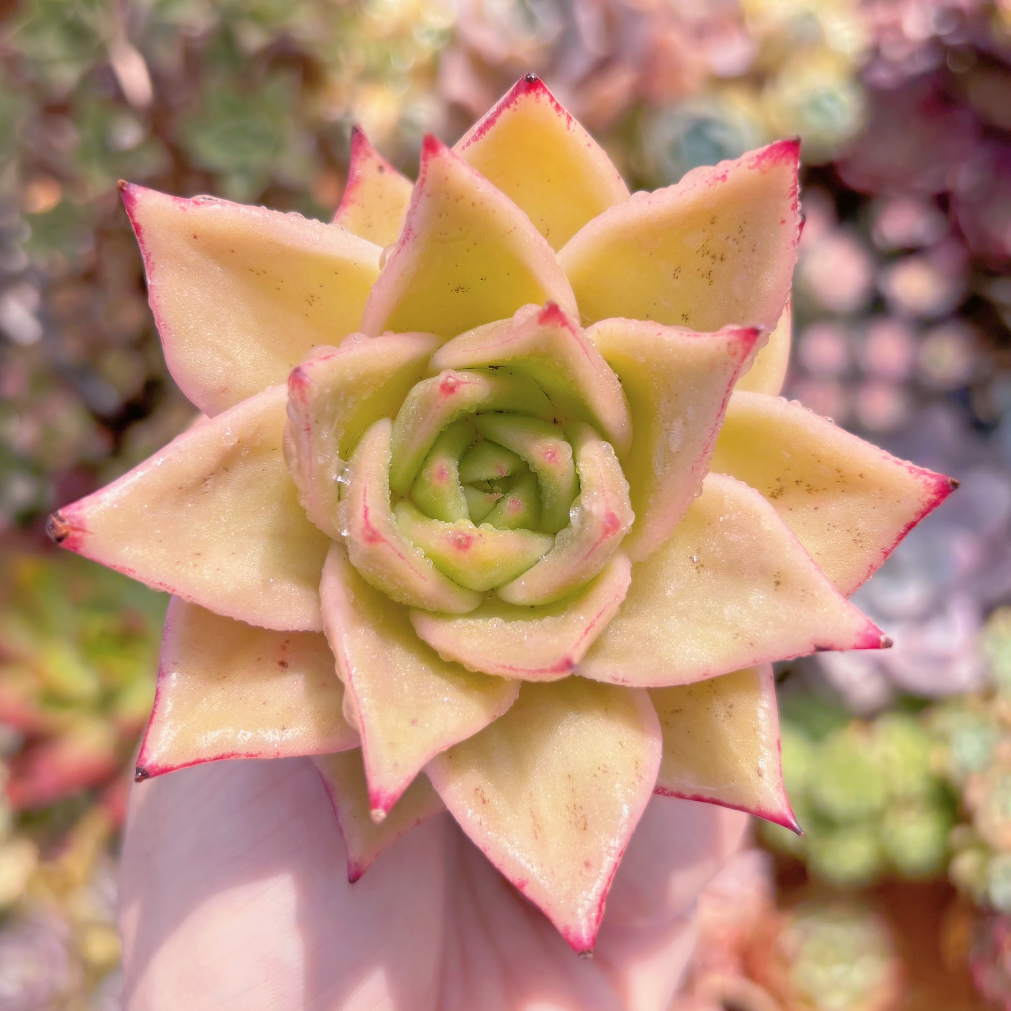 Top【選抜株】多肉植物　60038 ゴールド　ジェード 綴化24個鉢無し/脱土 多肉植物 ジェイドスター錦 新入荷 るる農園 | るる農園~多肉植物専門