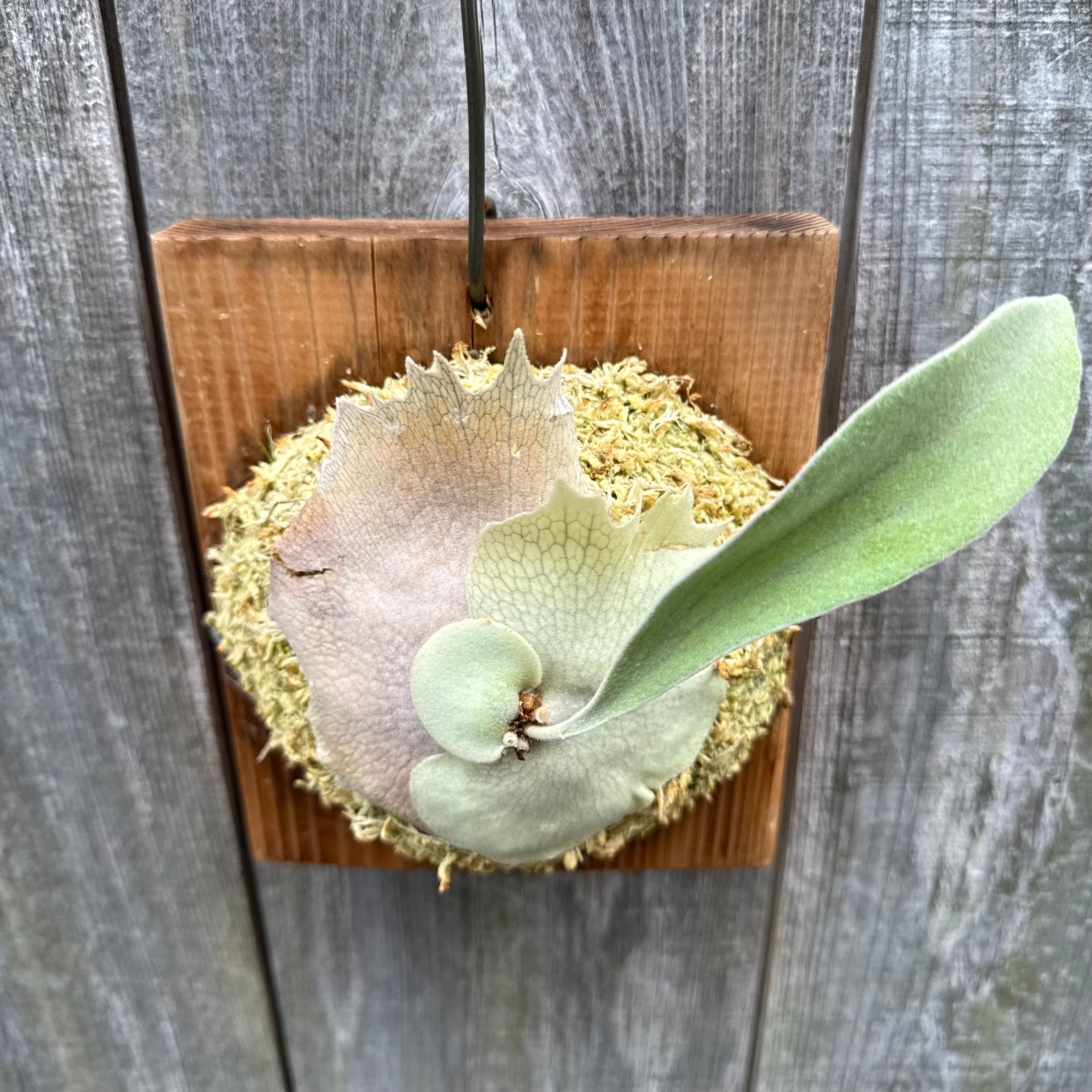 P. veitchii wild spore | naturefix