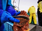 冷凍毛がに：700g