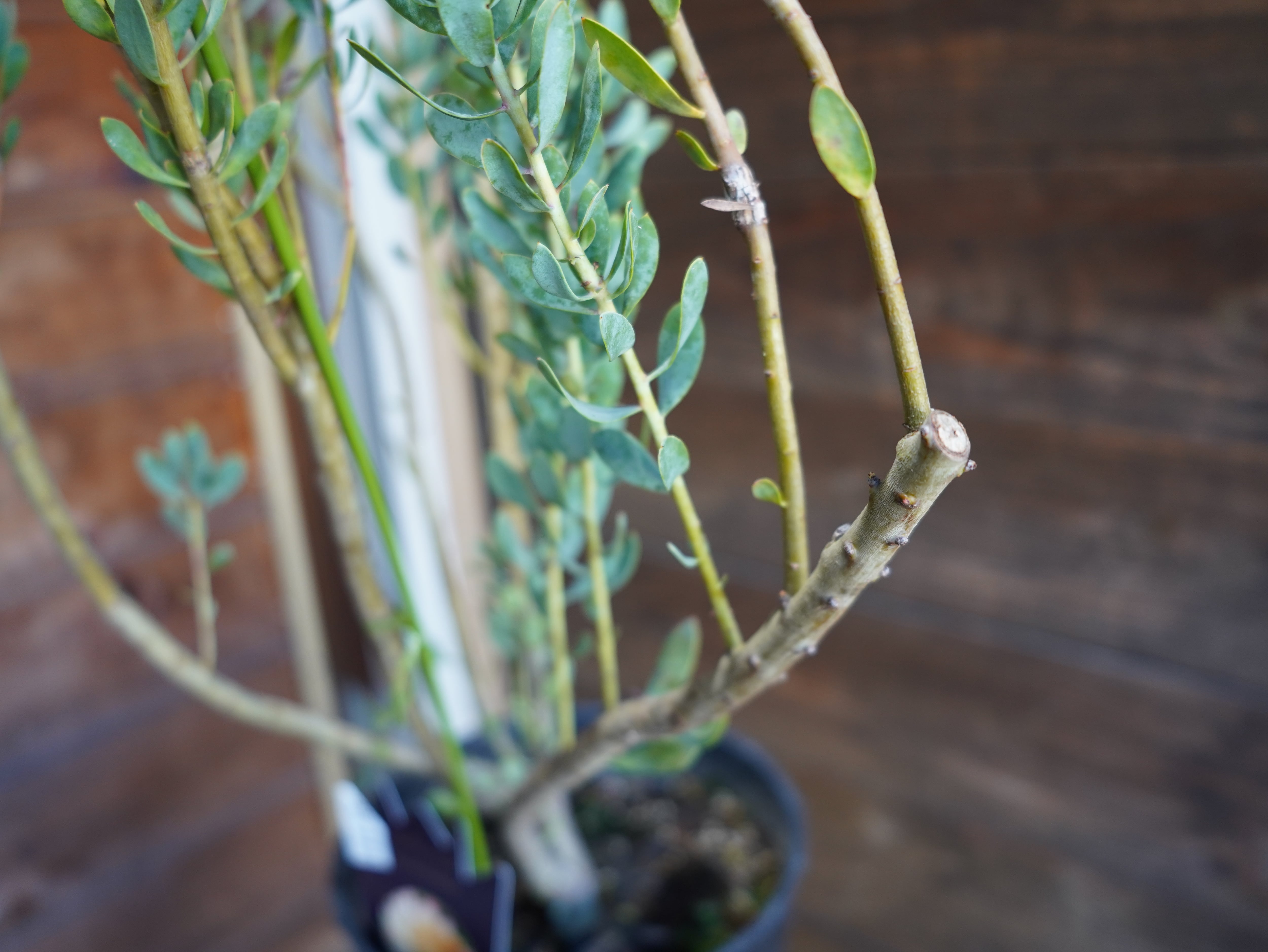 【現物】プロテア "サルフレア"