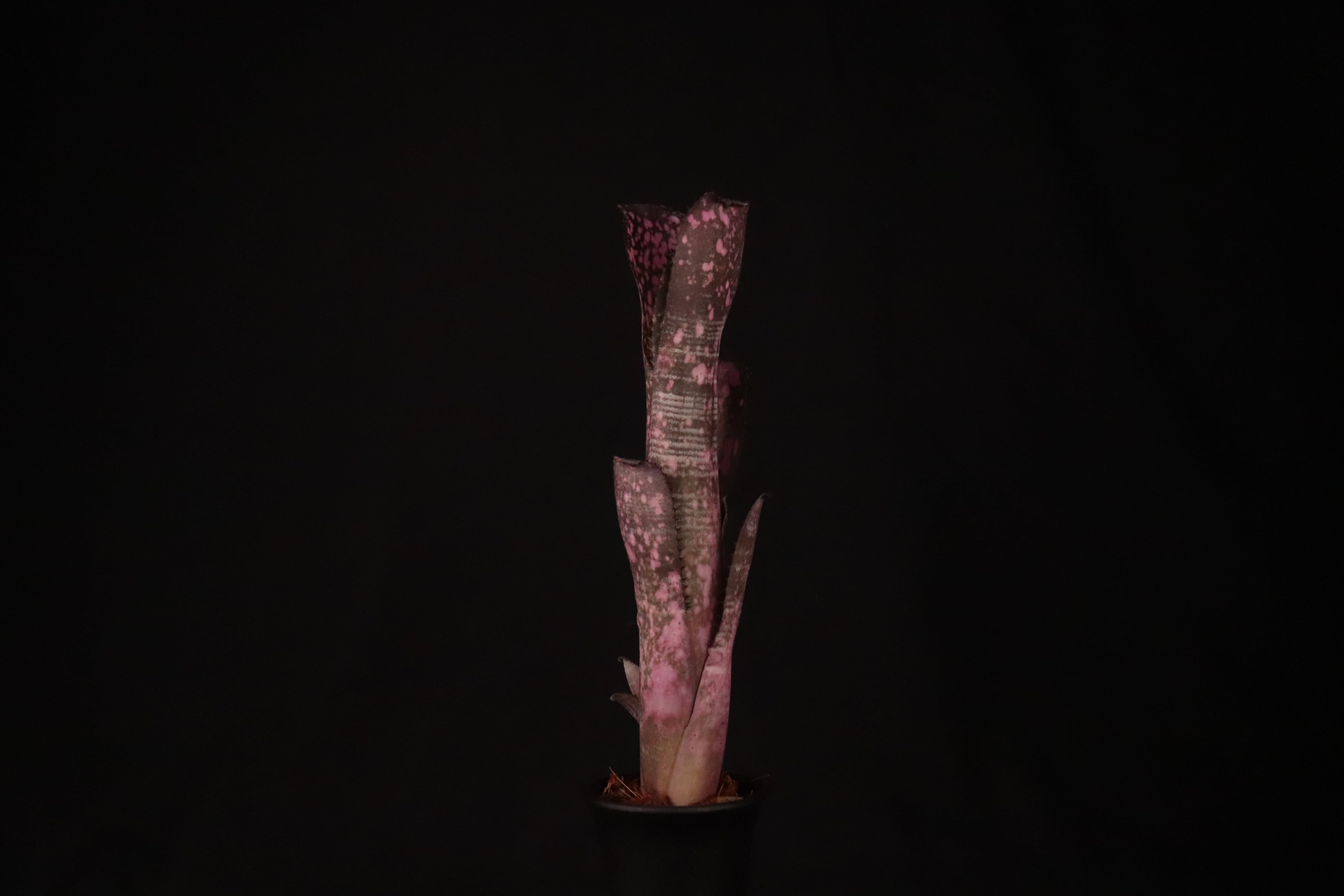 送料無料】Billbergia 'Moulin Rouge'〔ビルベルギア〕現品発送B0129