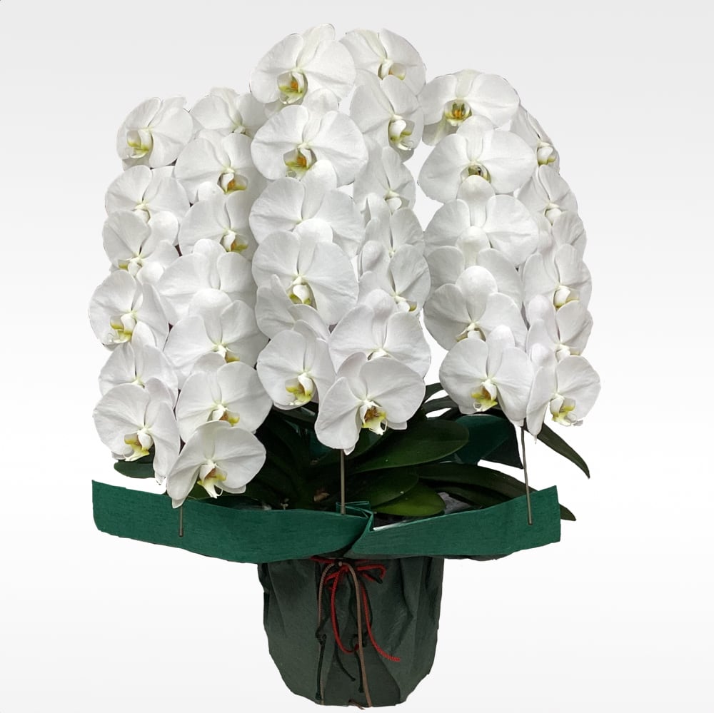 胡蝶蘭［k-30000-01］ | 札幌北区のお花屋さんフラワーショップは