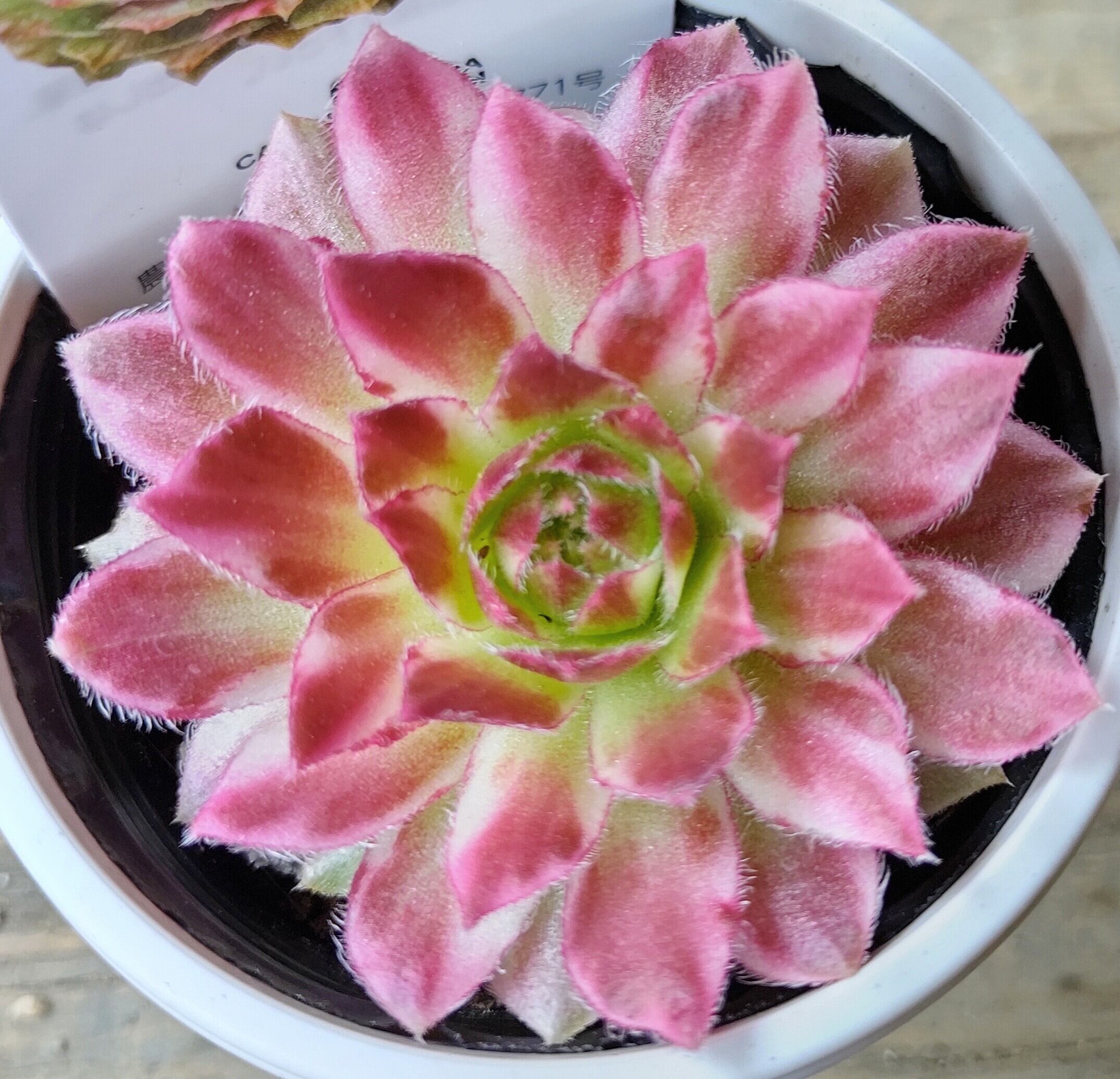 北海道K様ご注文 ギャラクシースター | RuPo 多肉植物専門店