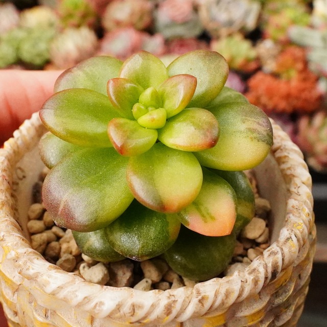 ※再入荷※【松の緑錦】斑入り　レア　韓国多肉　