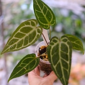 アンスリウム ドラヤキ × レッドクリスタリナム / Anthurium Dorayaki × Red Crystallinum② / 観葉植物<育て方・花言葉>